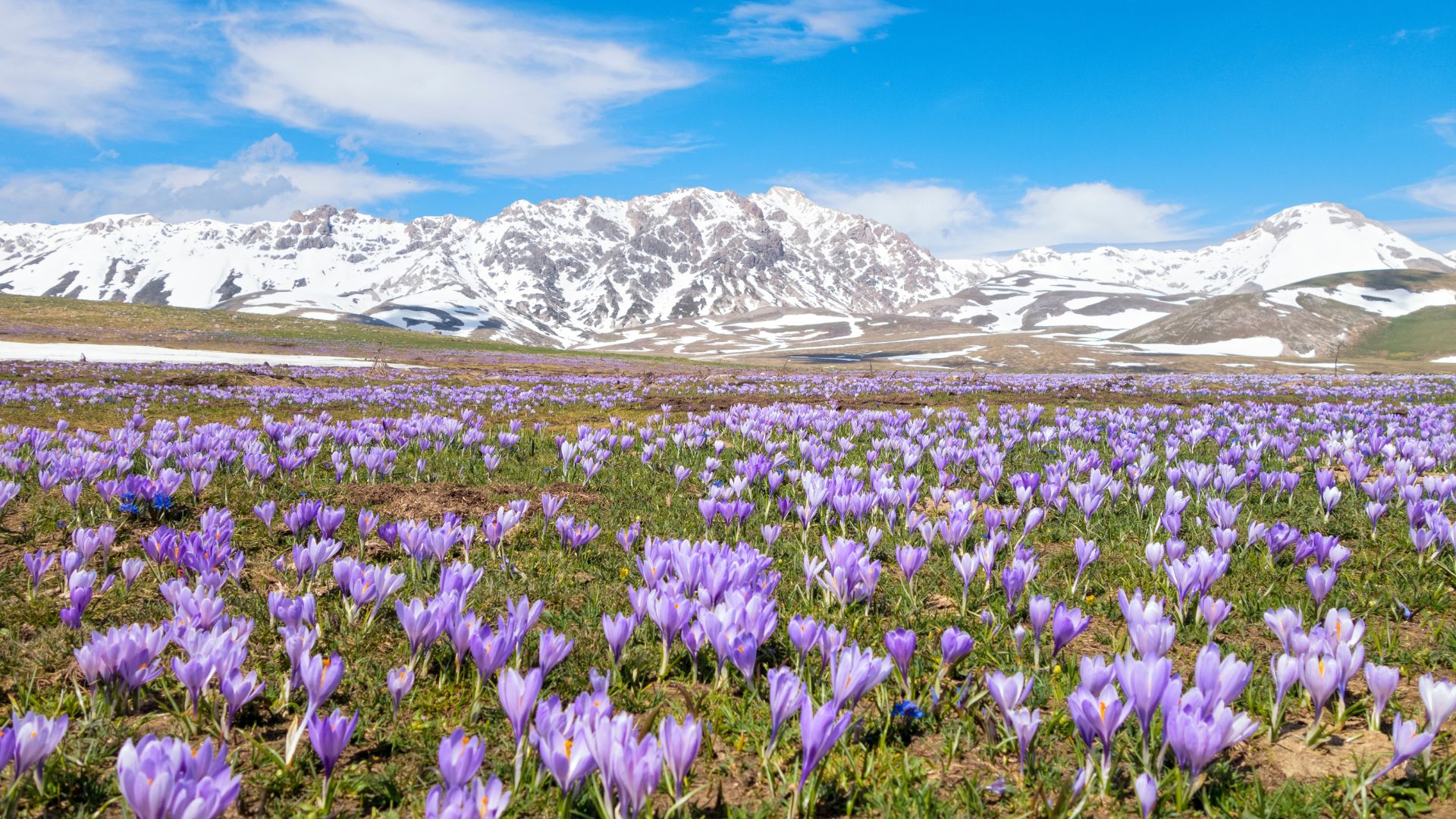 Image shows purple landscape of flowers of Gran Sasso National Park in Abruzzo.