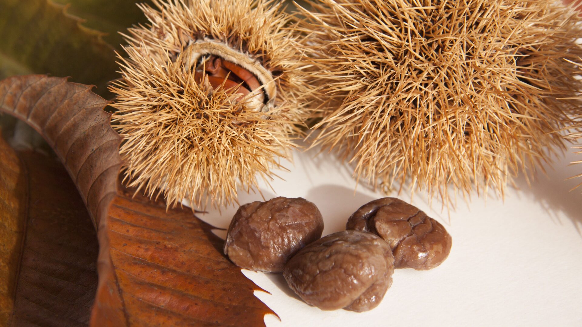Chestnut fruit harvest