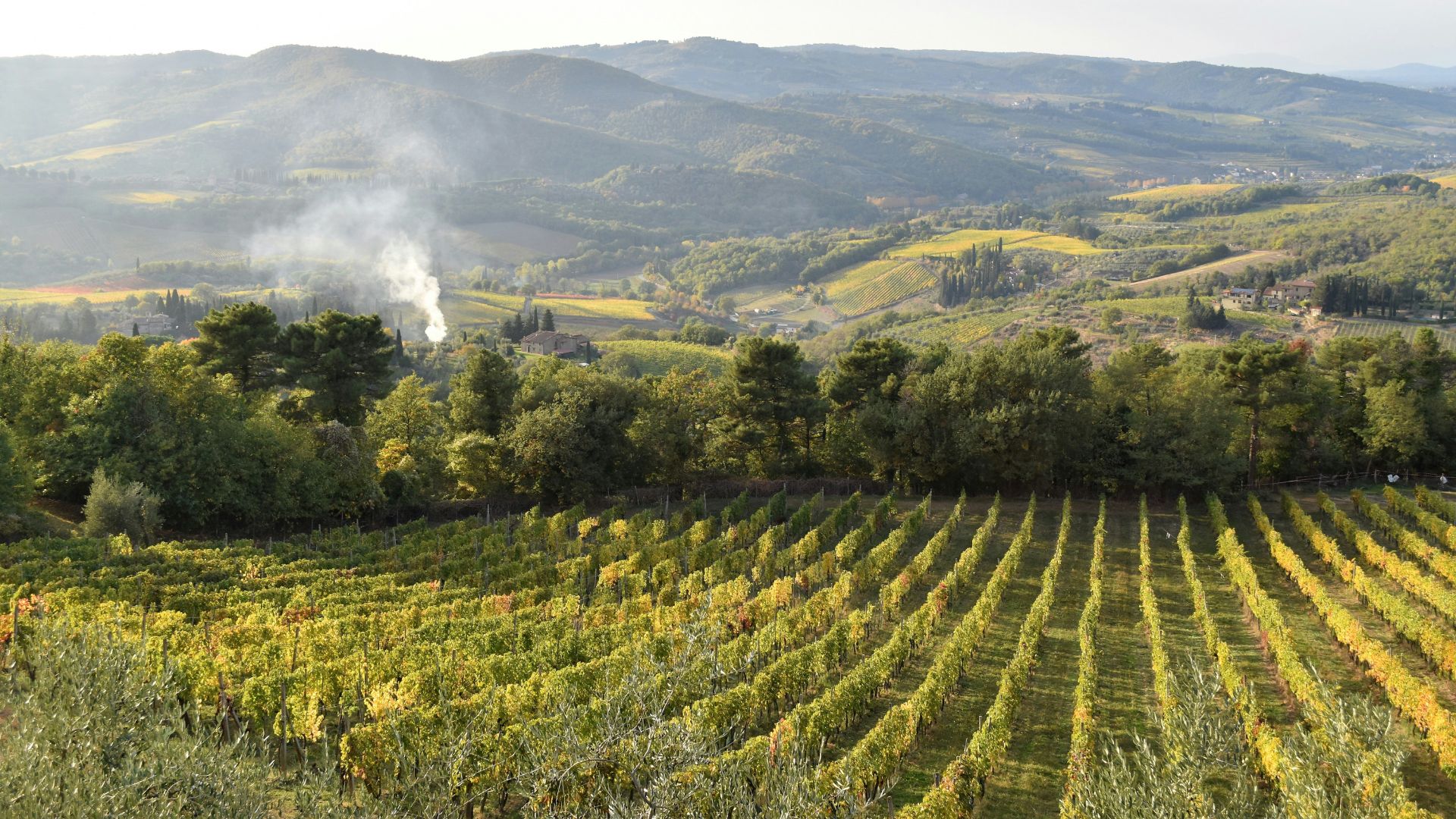 Scenic view of Chianti’s vineyards.