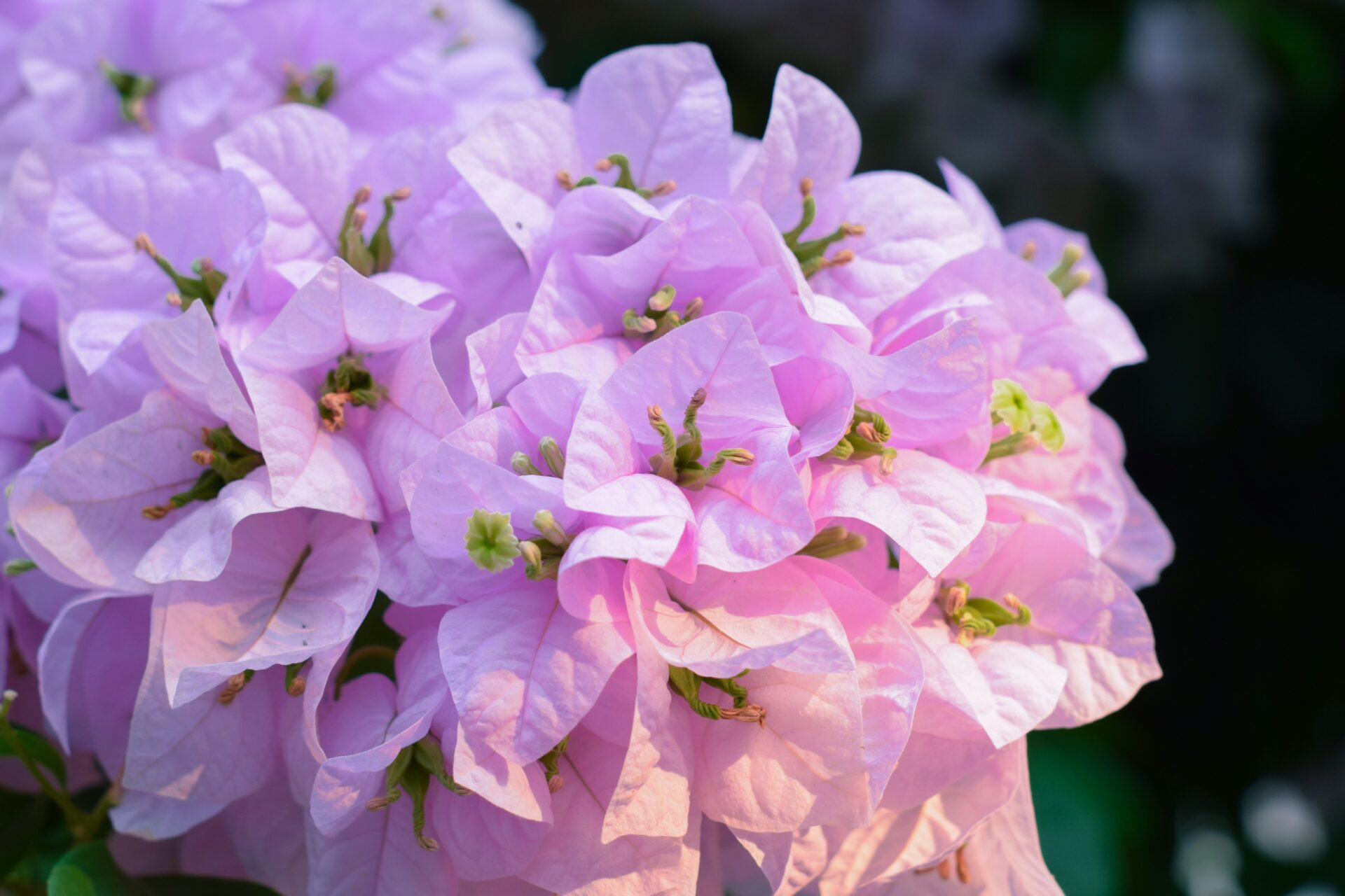 Pink Bougainvillea