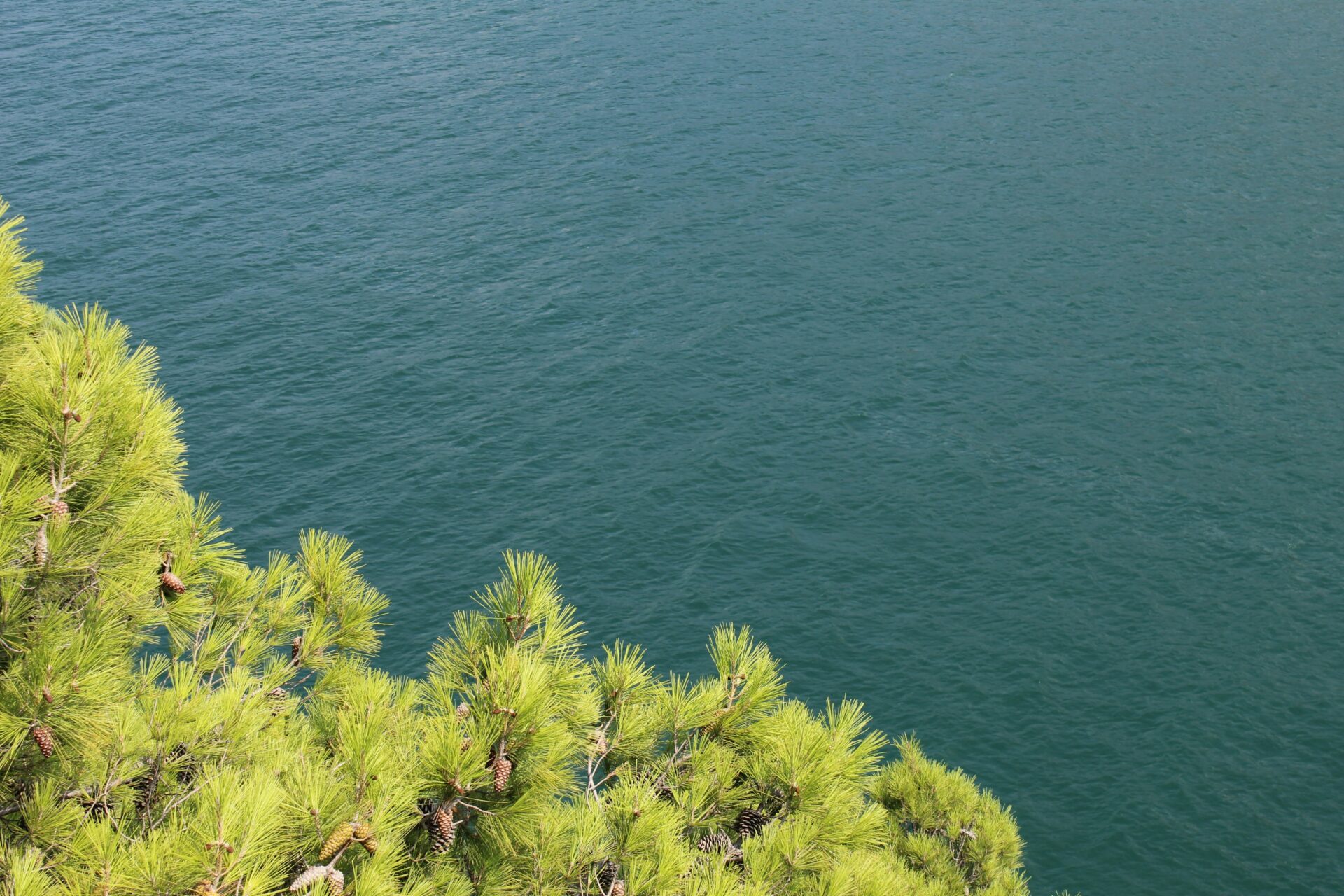 Closeup image of a lake water with pine cone trees