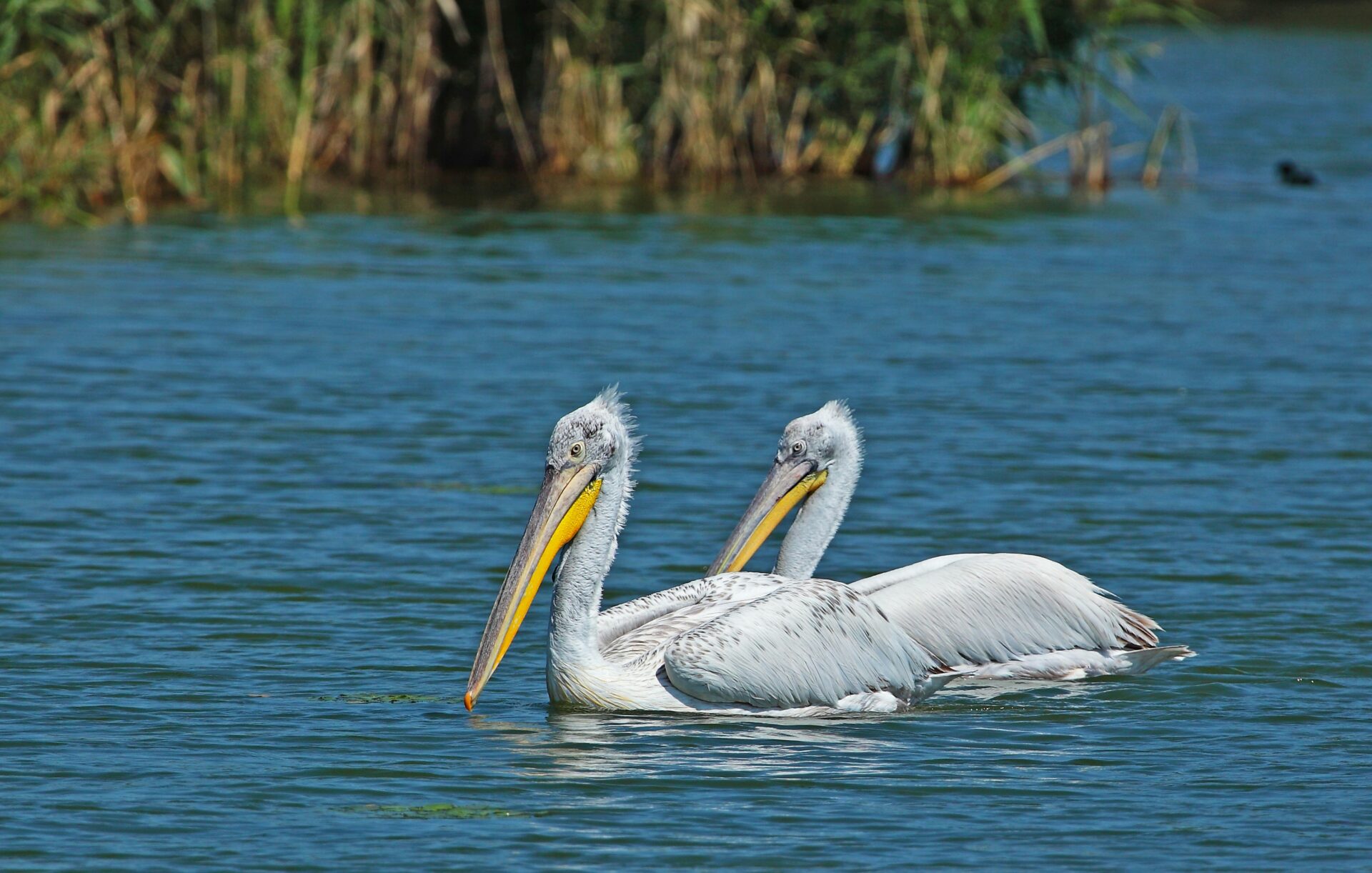 Dalmatian pelicans floating on Lake Prespes.