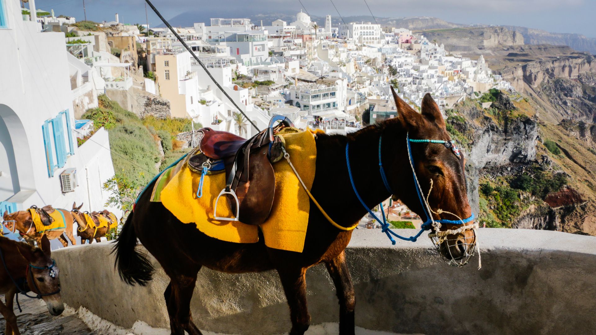 Donkeys with saddles in Santorini, Greece, with a whitewashed village in the background.