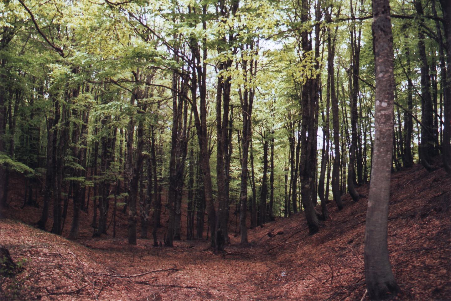 Sila forest