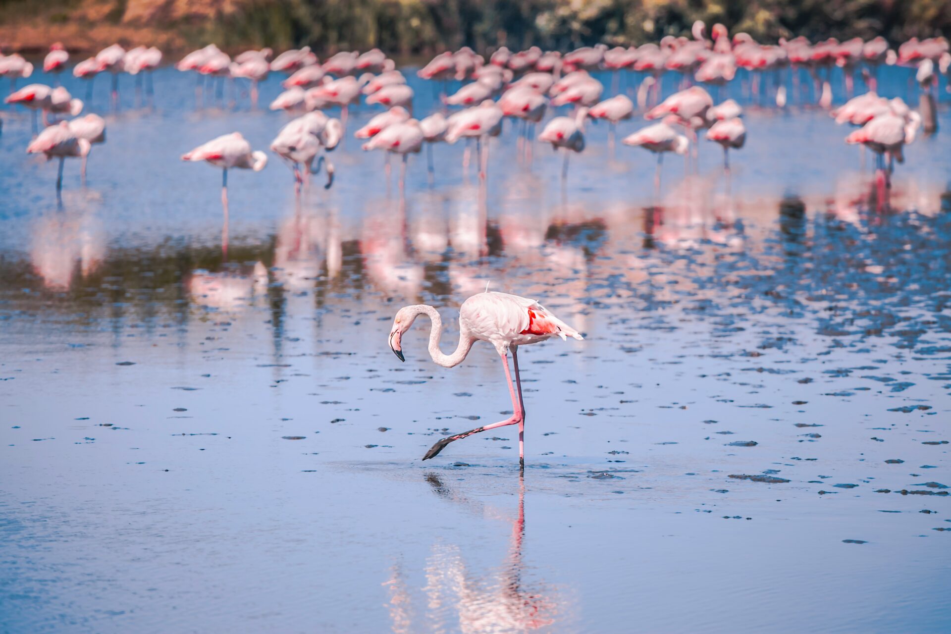 Pink flamingos wading in the shallow waters of Molentargius Park in Cagliari, Sardinia