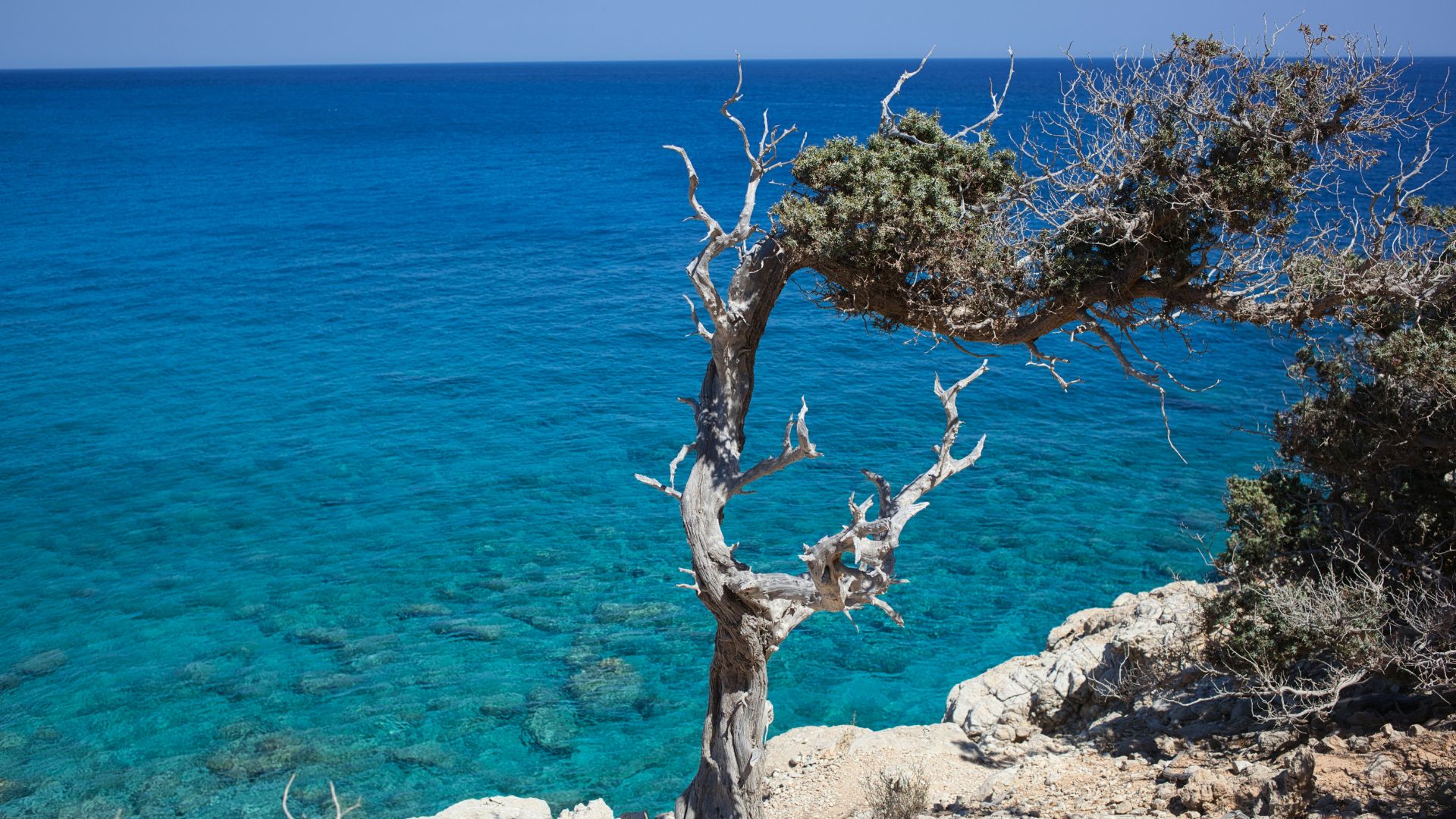 A lone tree stands by the sea on a rocky shore.