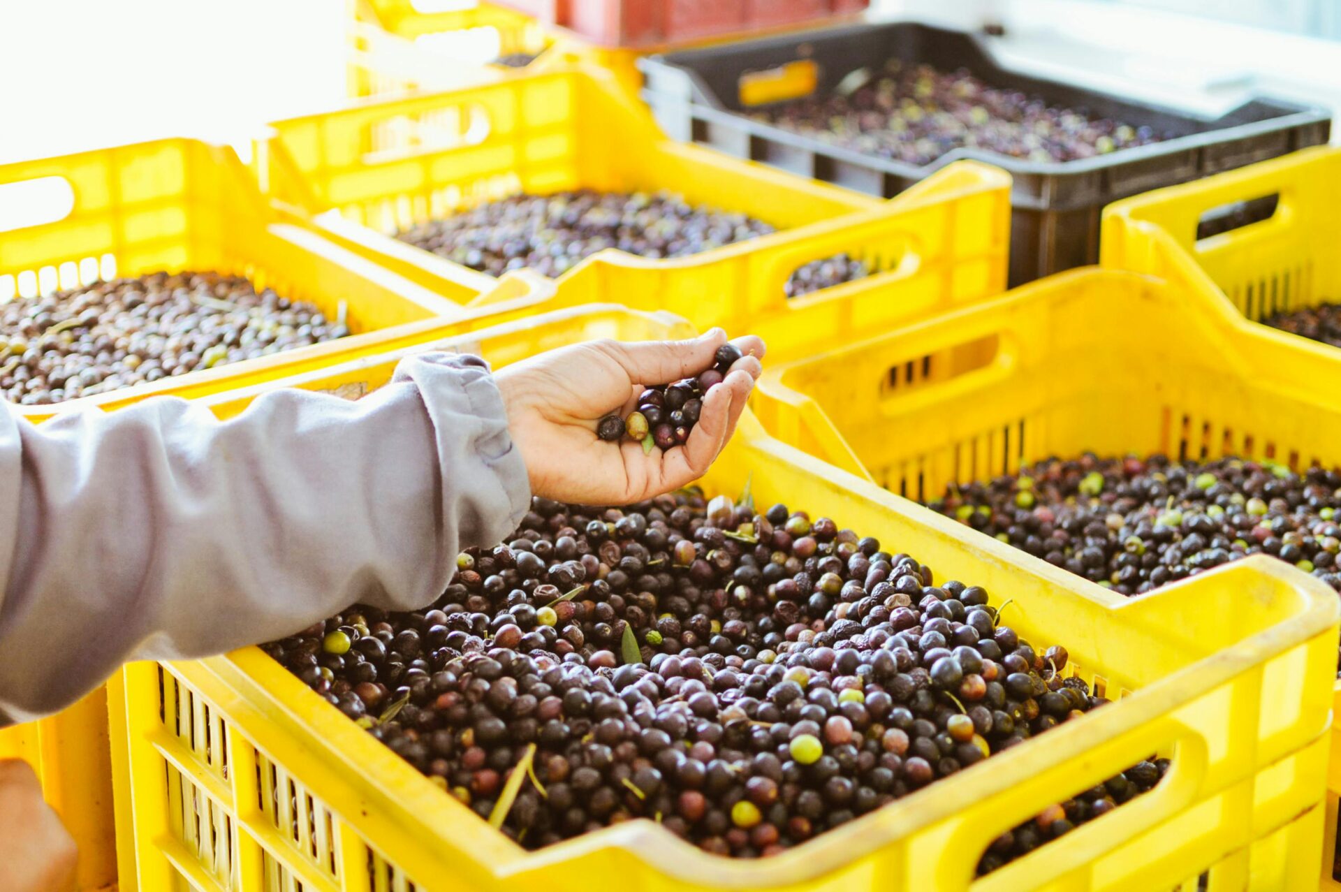 Fresh Harvest of Olives in Vibrant Yellow Crates
