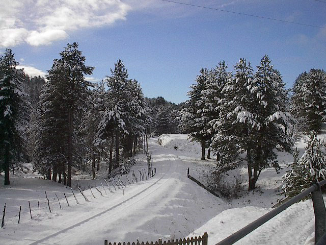 Sila in winter