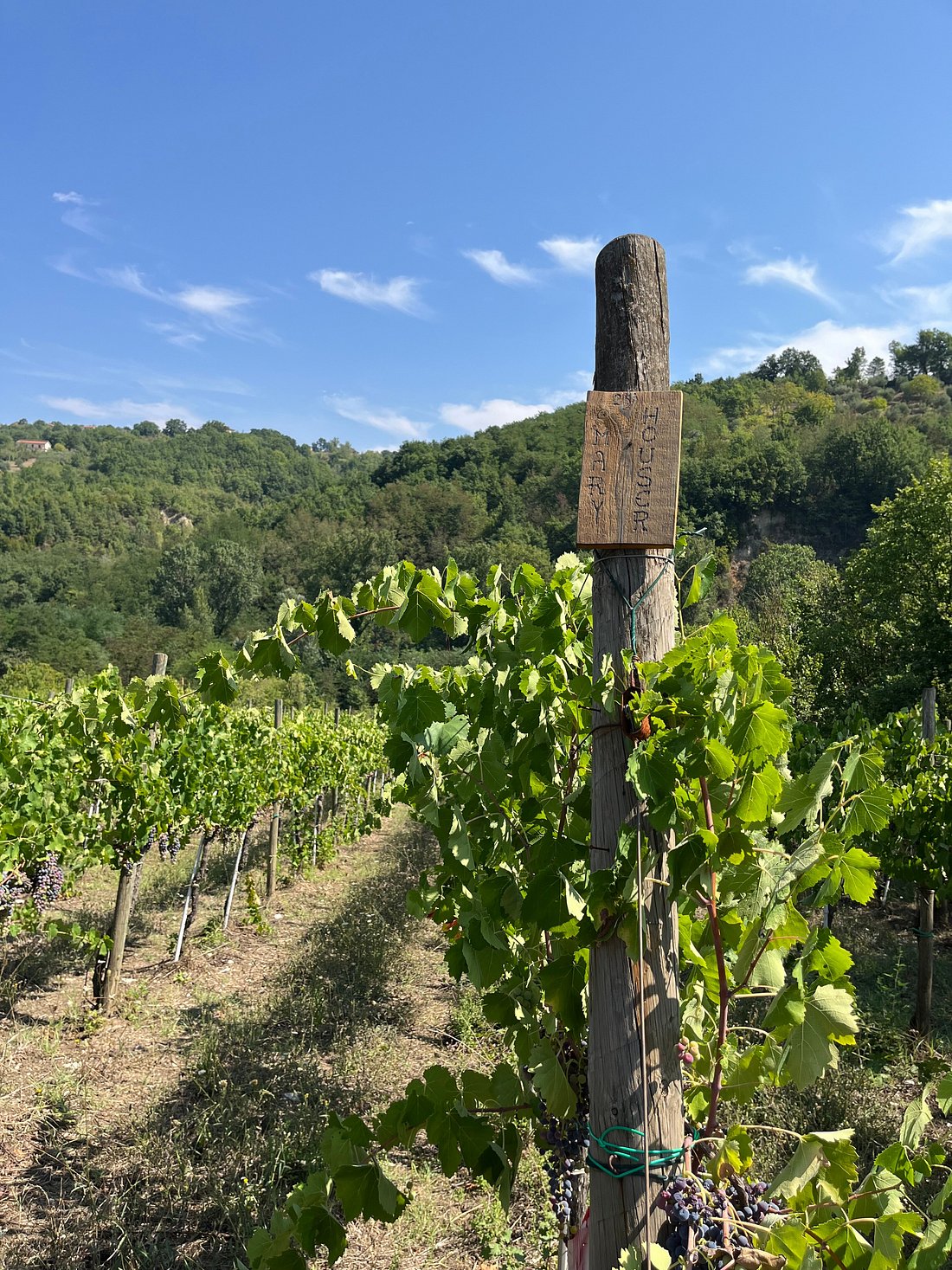 A sunny vineyard in Irpinia, Italy, with rows of grapevines stretching toward a forested hillside.