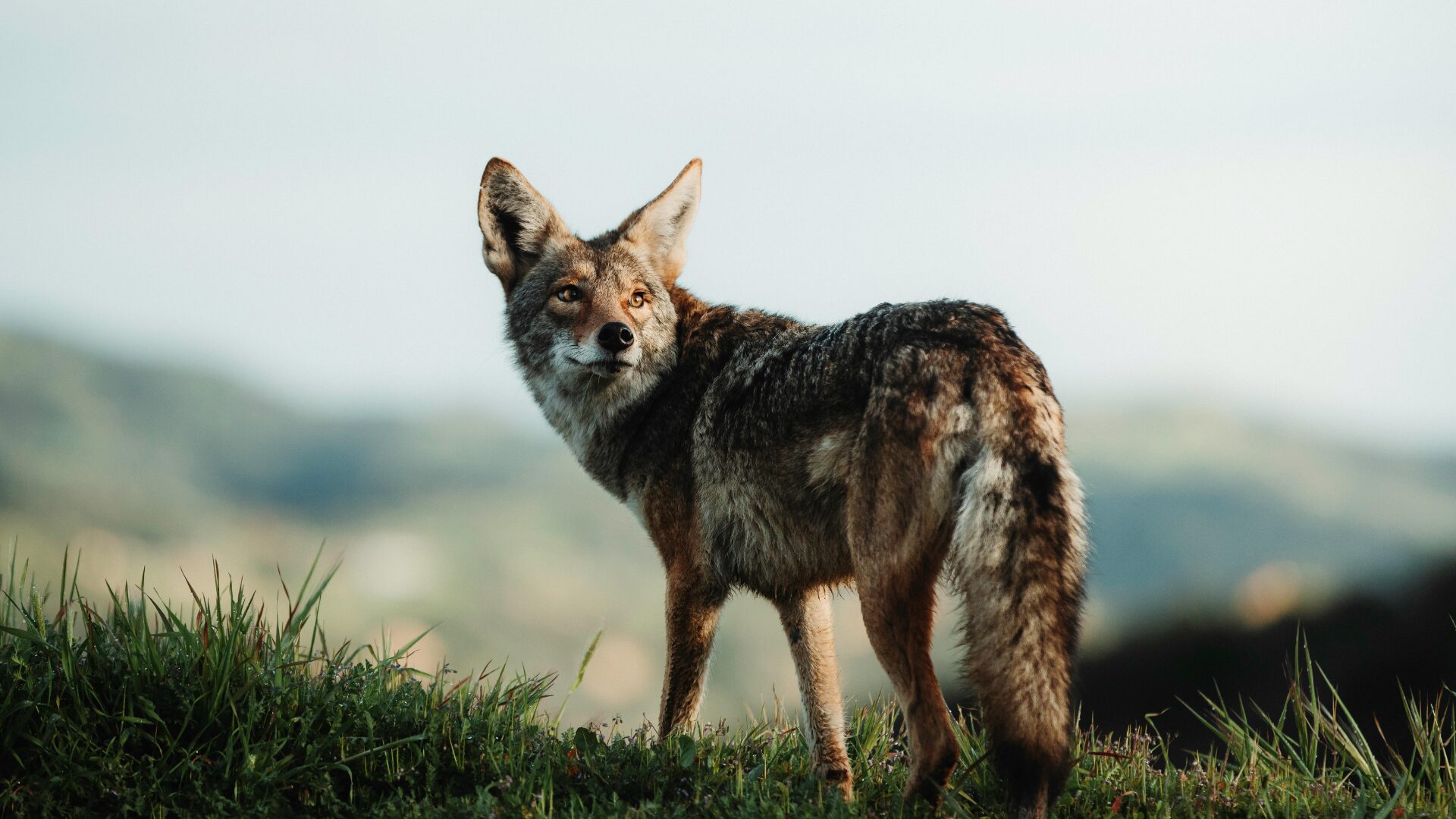 Jackal in Grassland