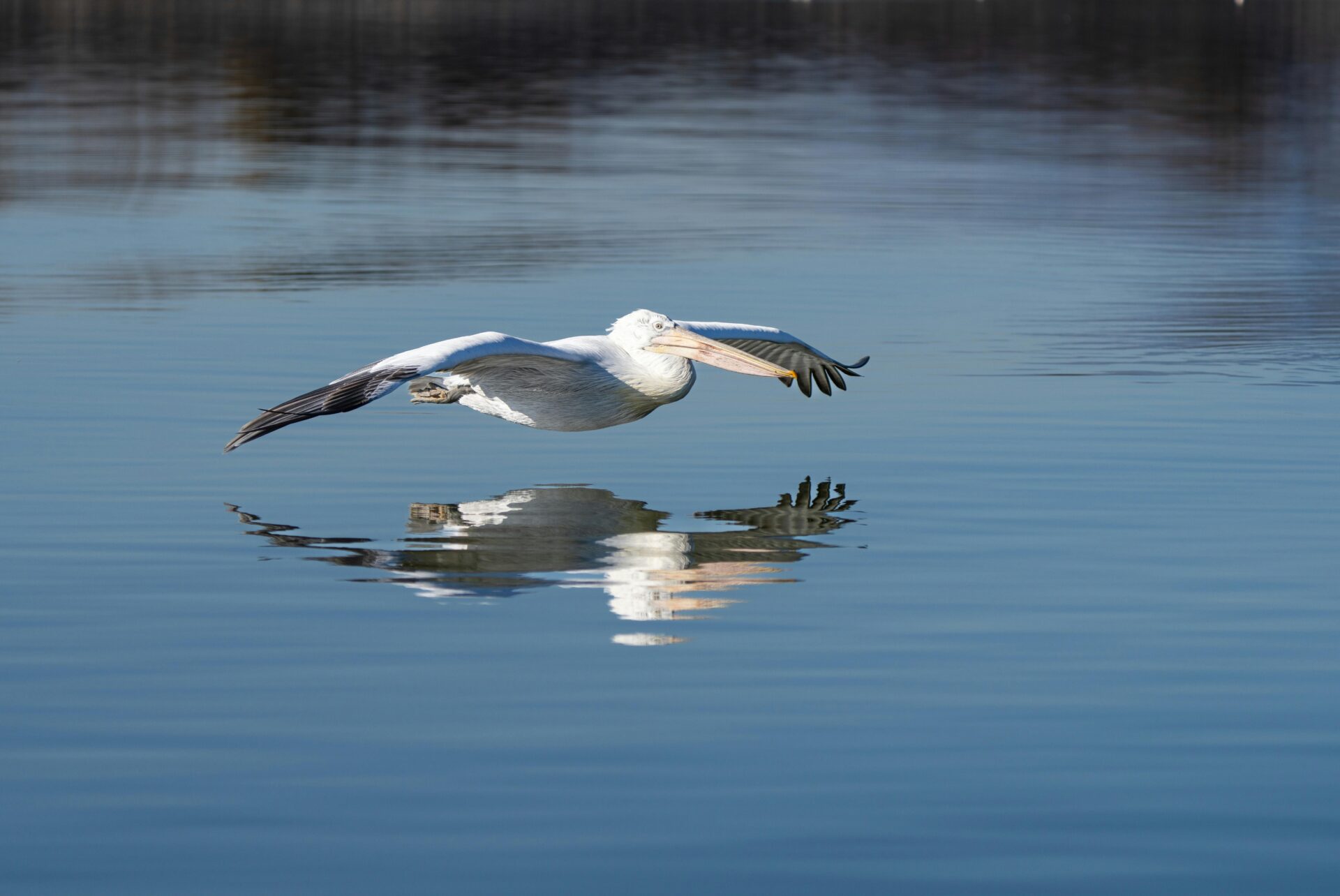 Dalmatian pelicans glide over the calm waters of Lake Kerkini