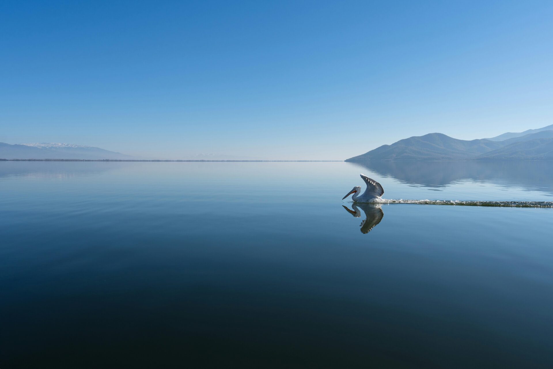 Dalmatian pelicans fishing on Lake Kerkini