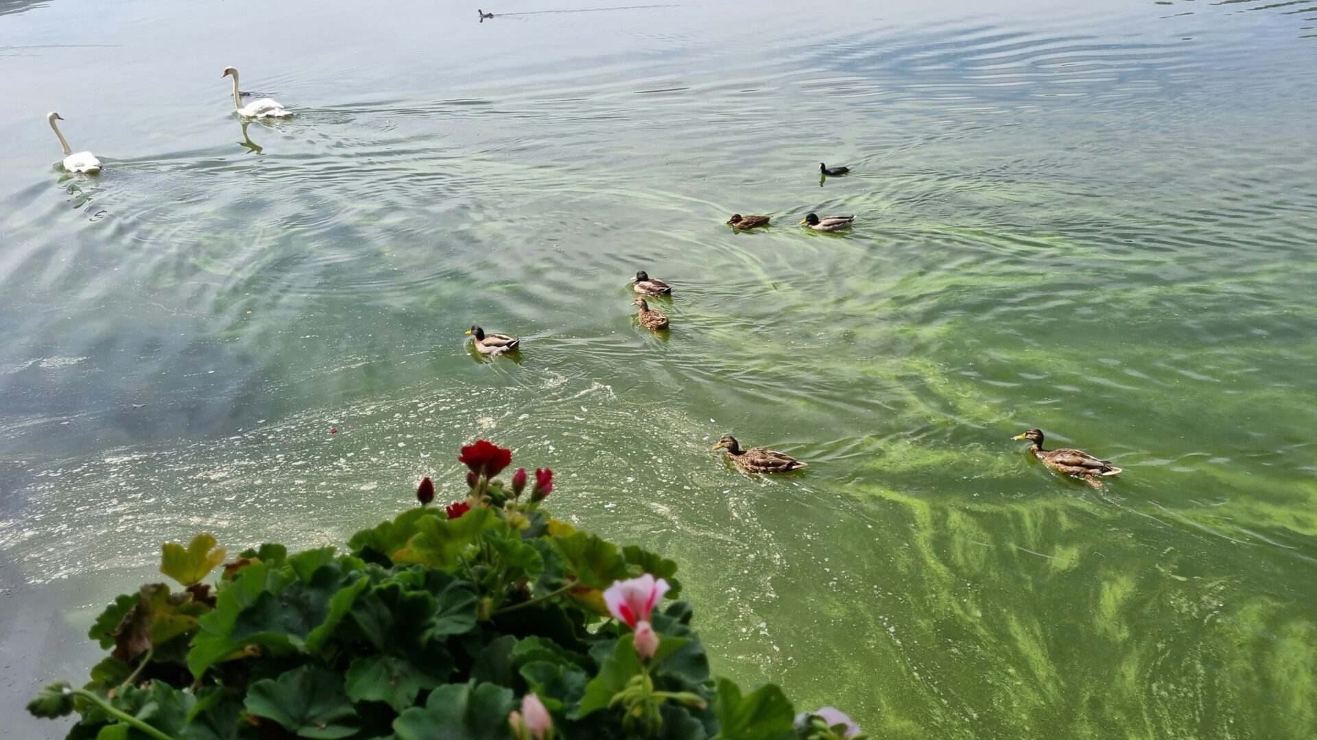 Swans swimming near the edge of Lake Orestiada