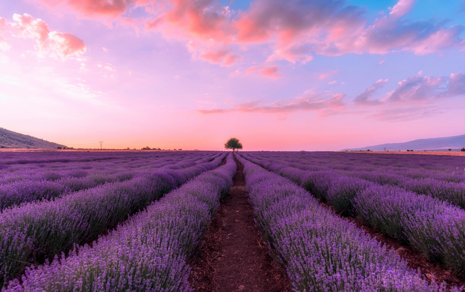 Vast lavender fields in Kozani, Greece