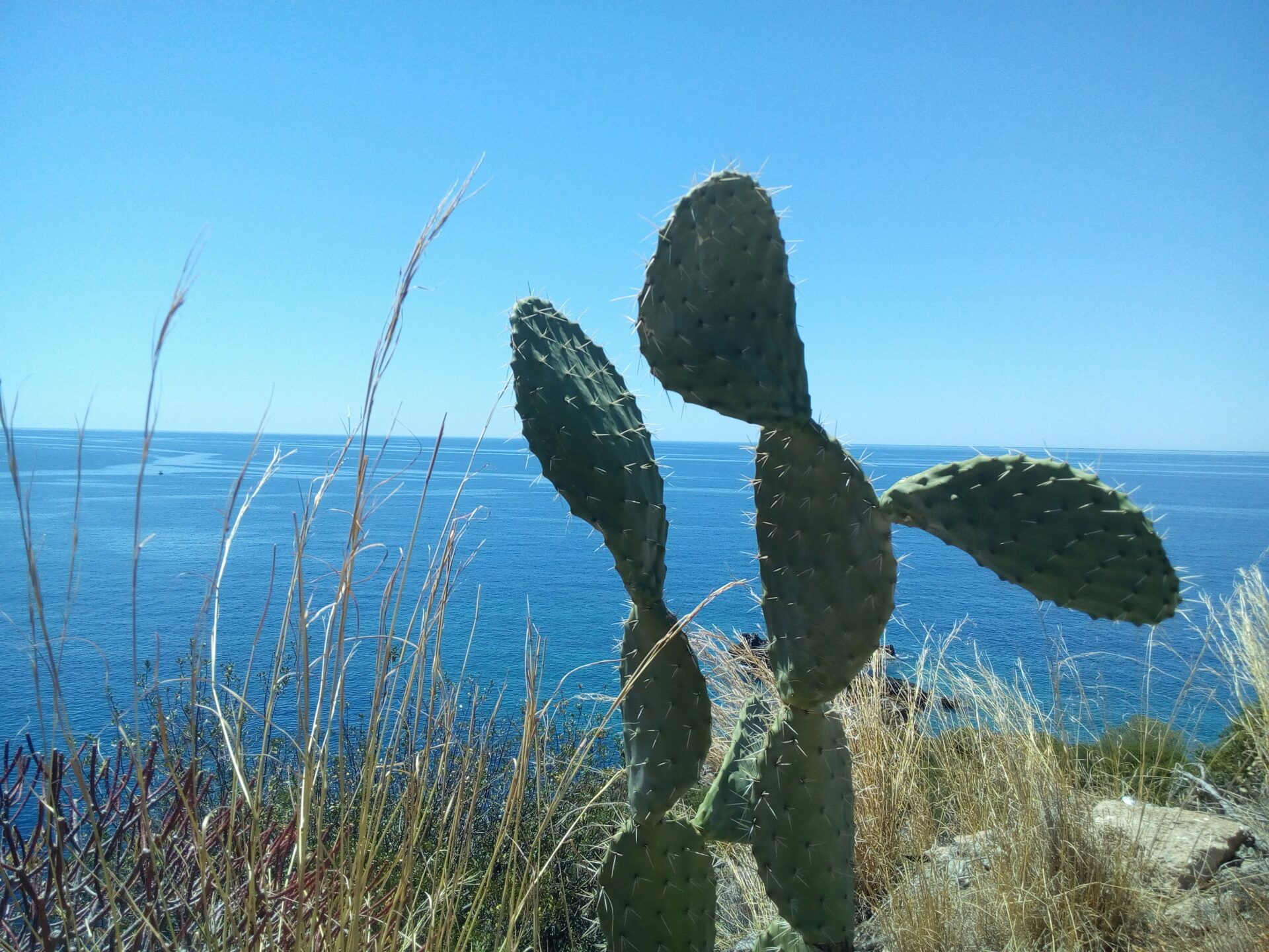 A spiky cactus growing on the rocky terrain of the Mani Peninsula