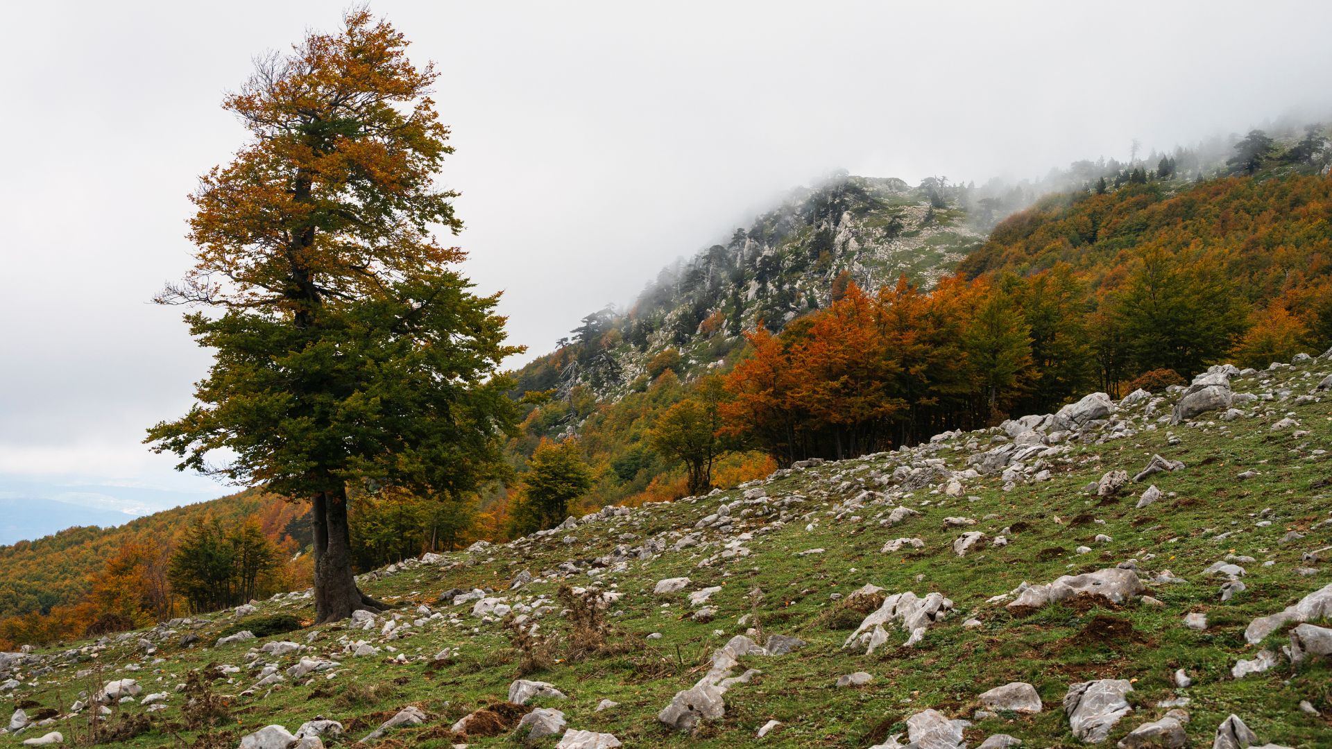 Image shows Pollino, Basilicata, Italy.