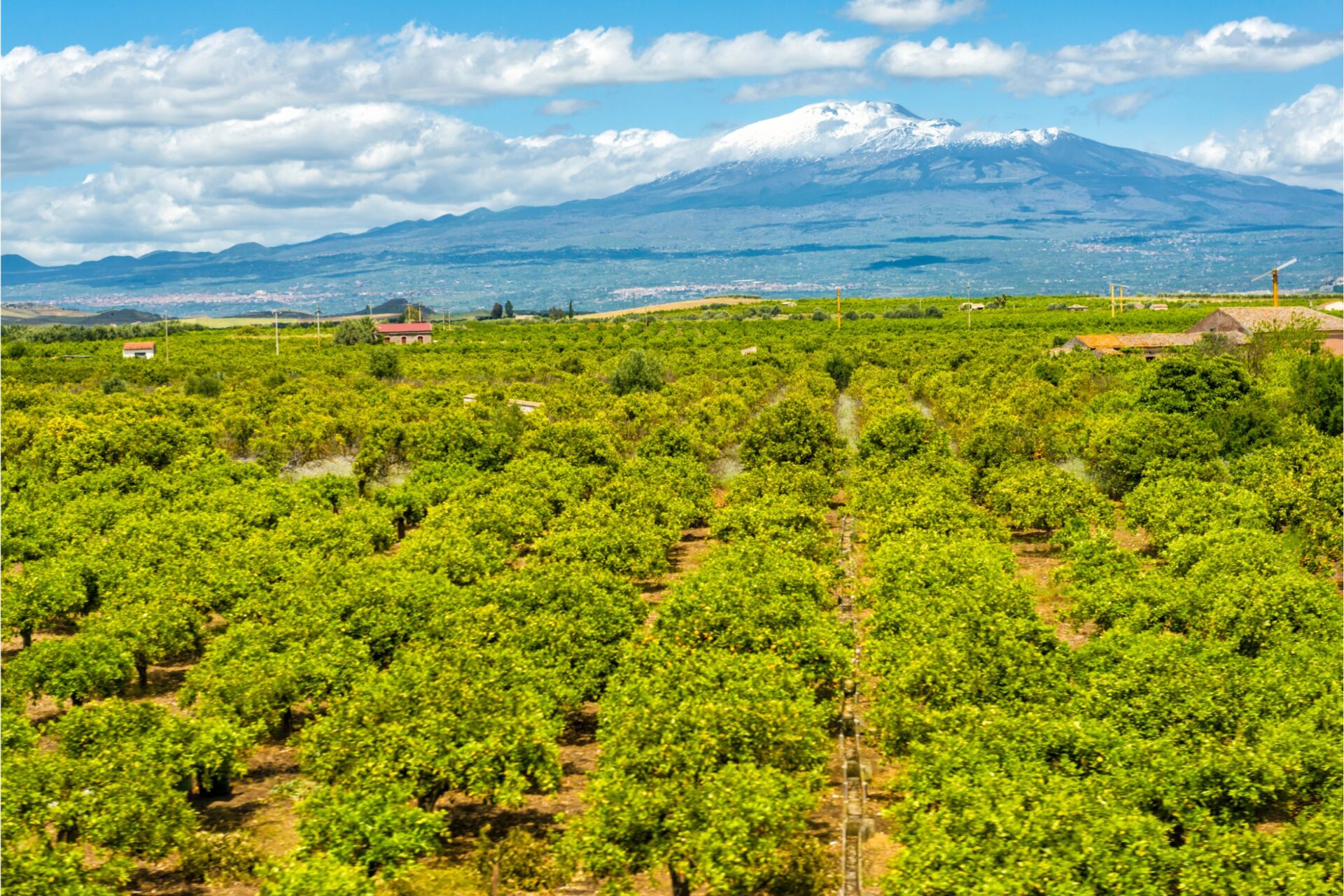 Mt. Etna and the orange groves