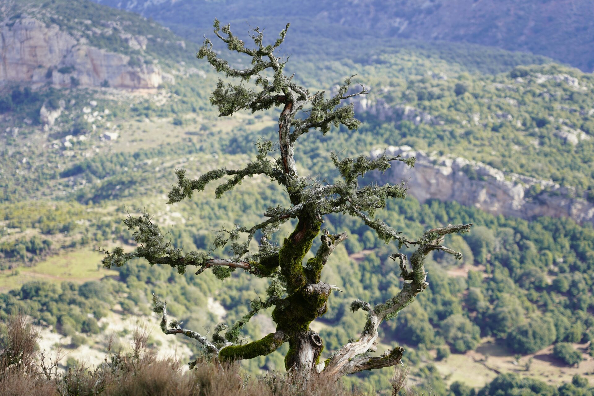 Mount Ortobene rises majestically above Nuoro,