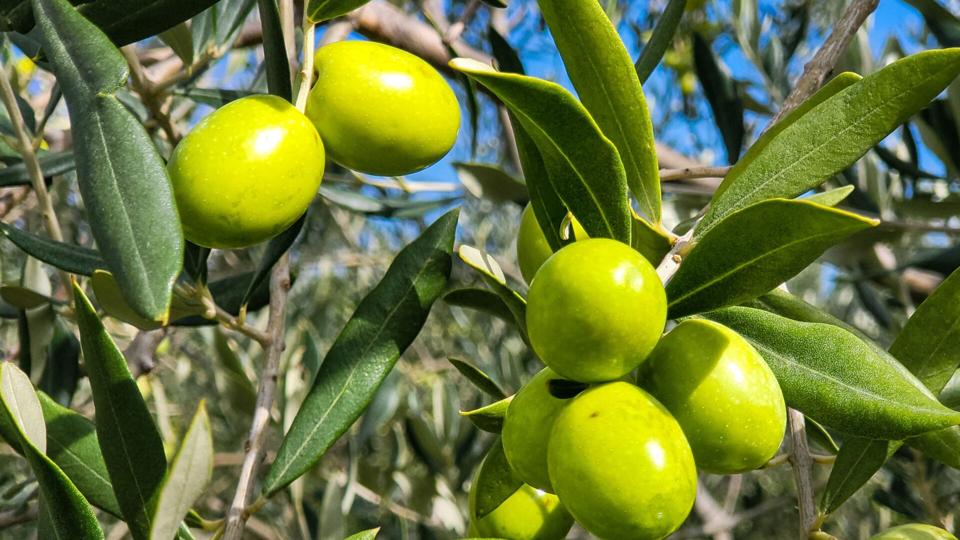 Olives - Green olives - Olive orchard