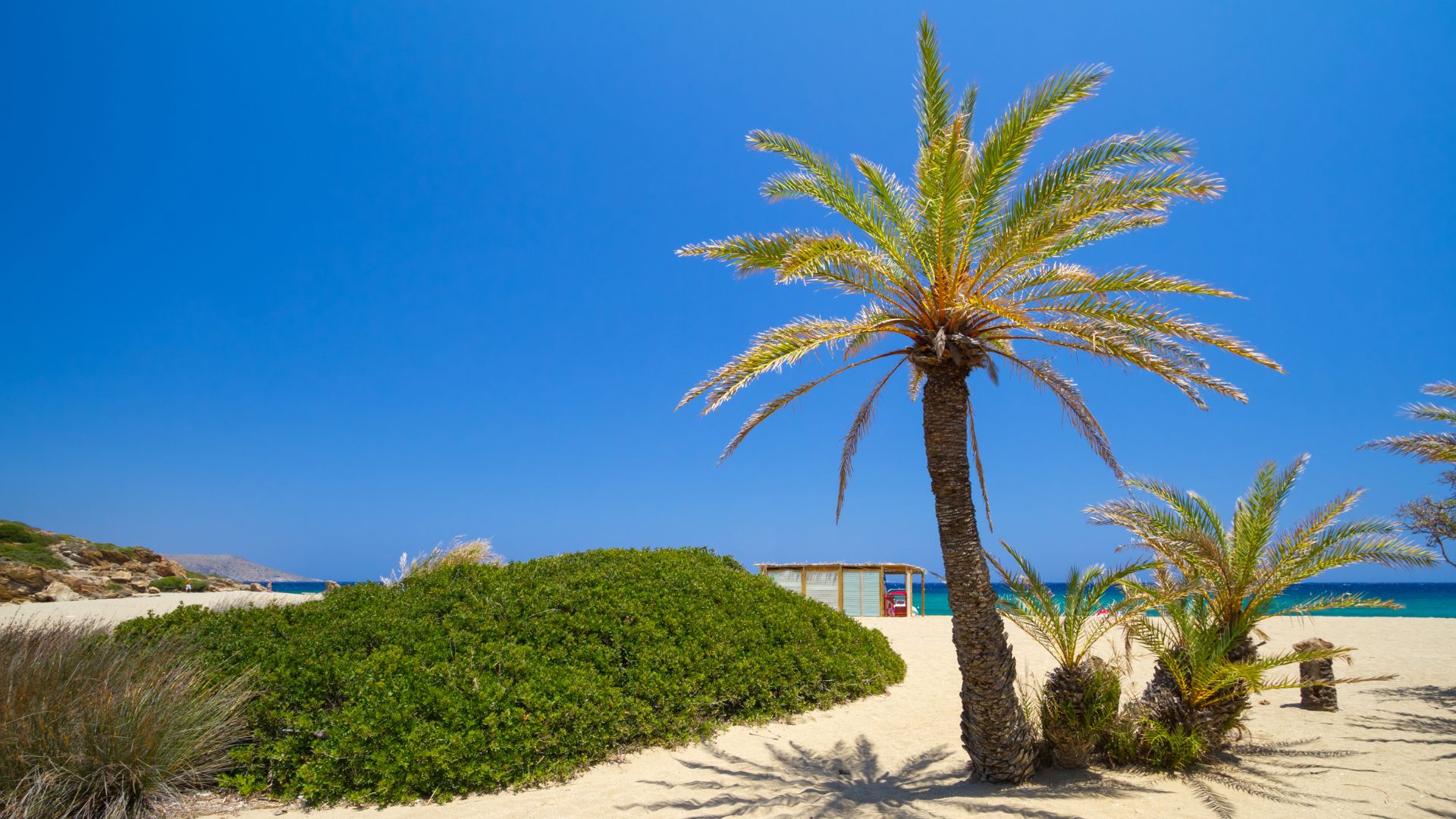 Palm trees on the sandy shore of Vai Beach in Crete, with clear blue sky above.