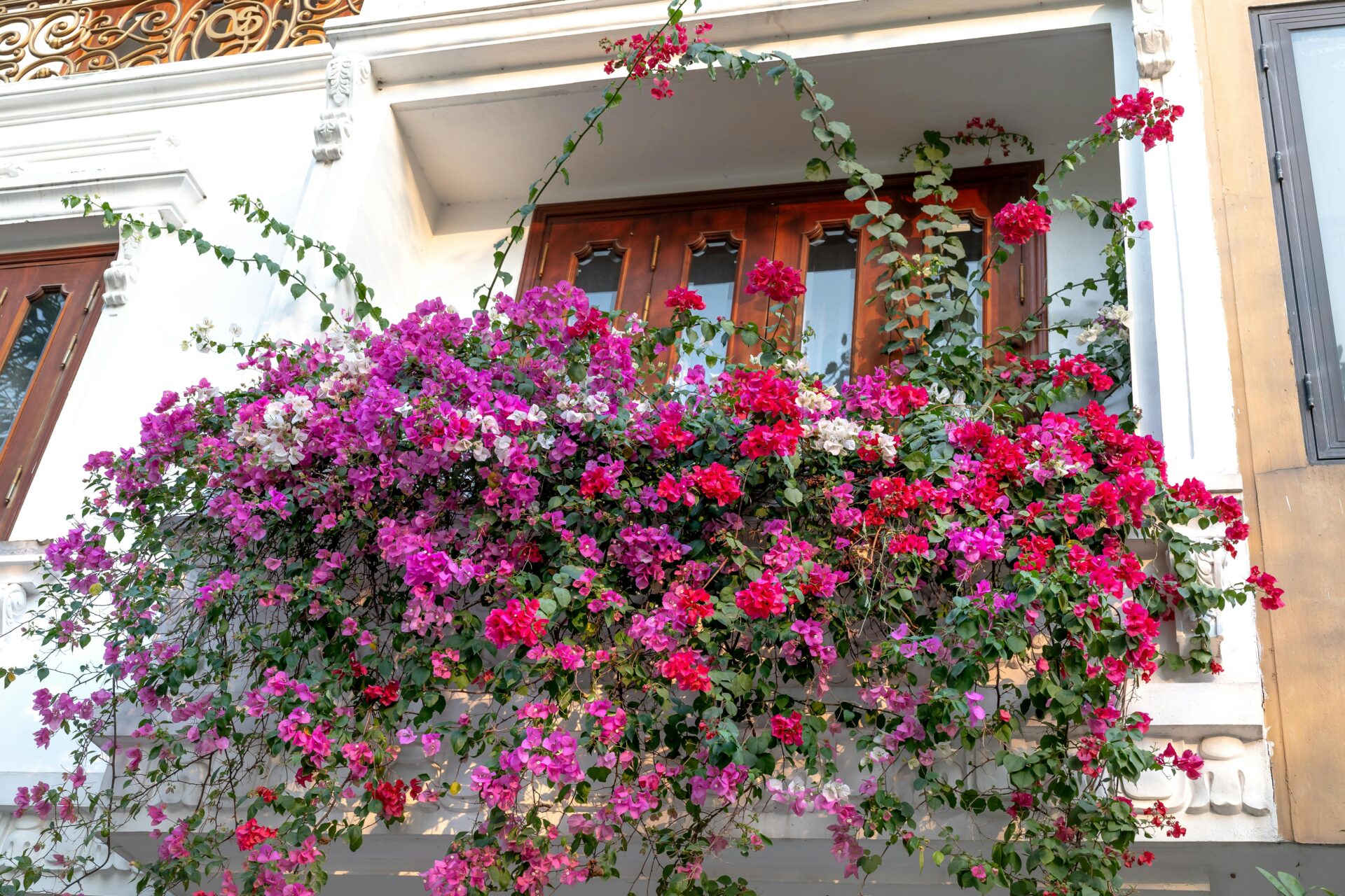 Pink and Purple bougainvillea Hanging from a Balcony