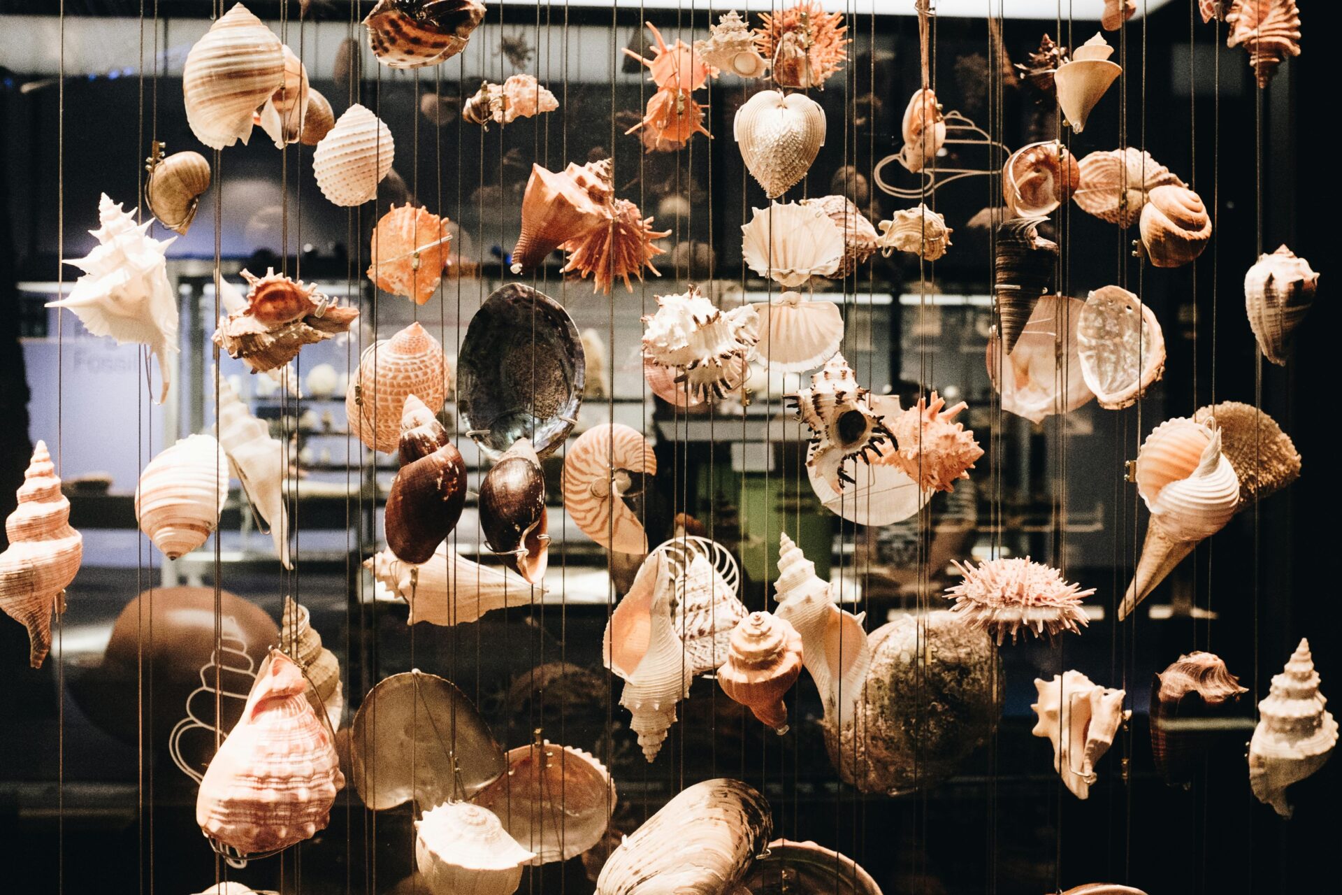 Seashells Hanging - seashell wind chimes