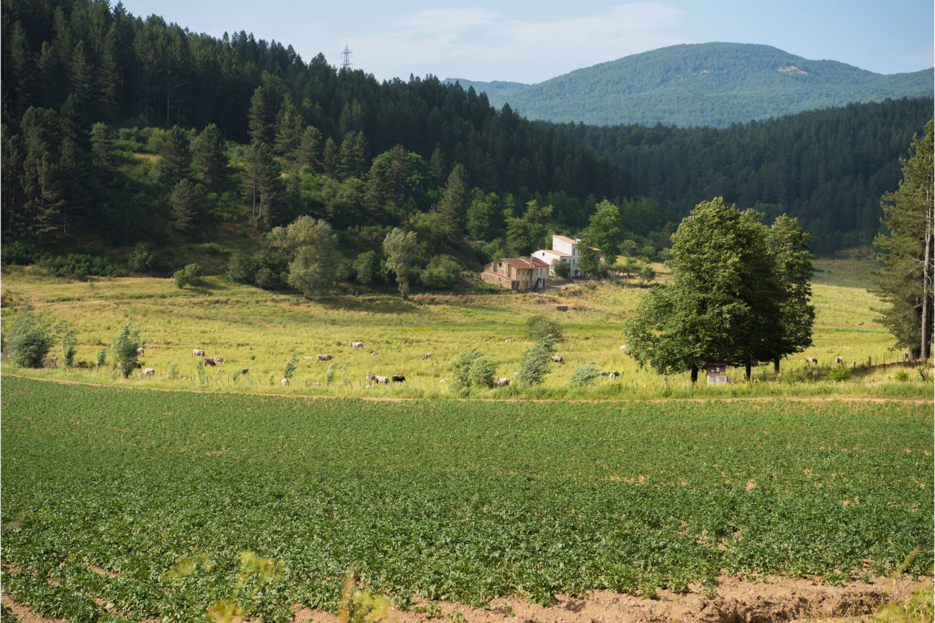 Landscape in Sila plateau