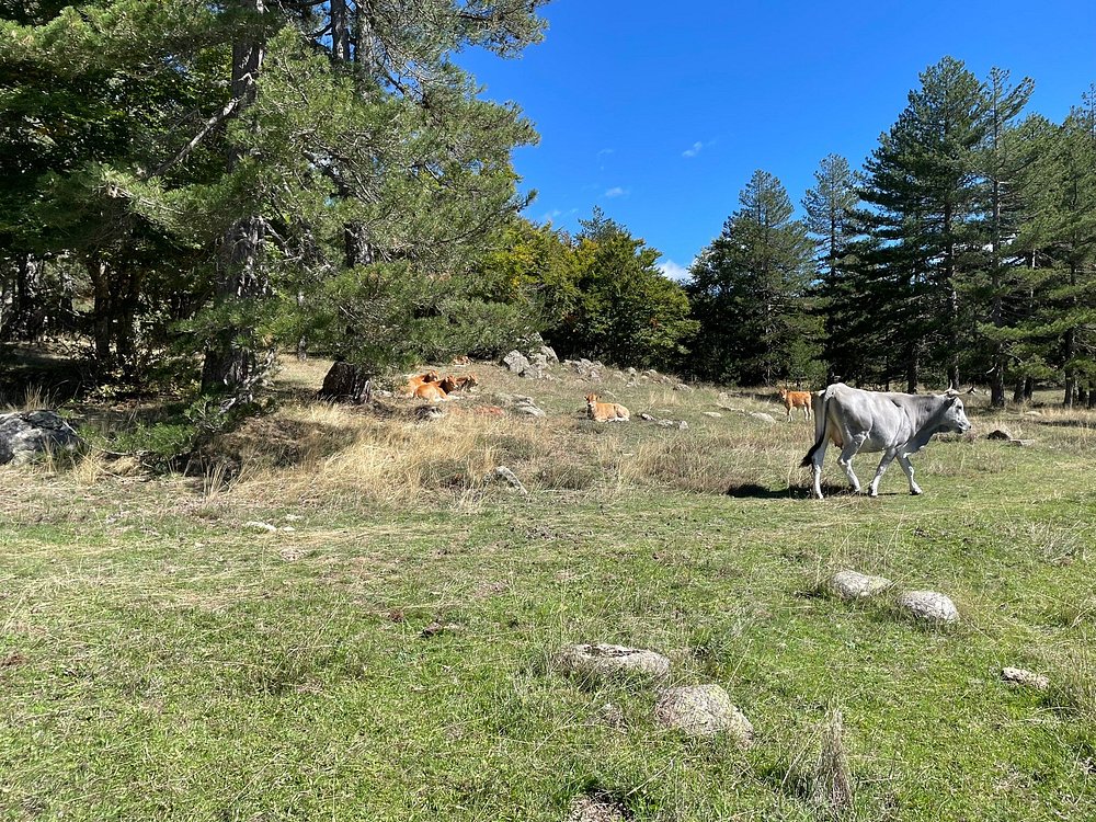 Sila National Park wildlife