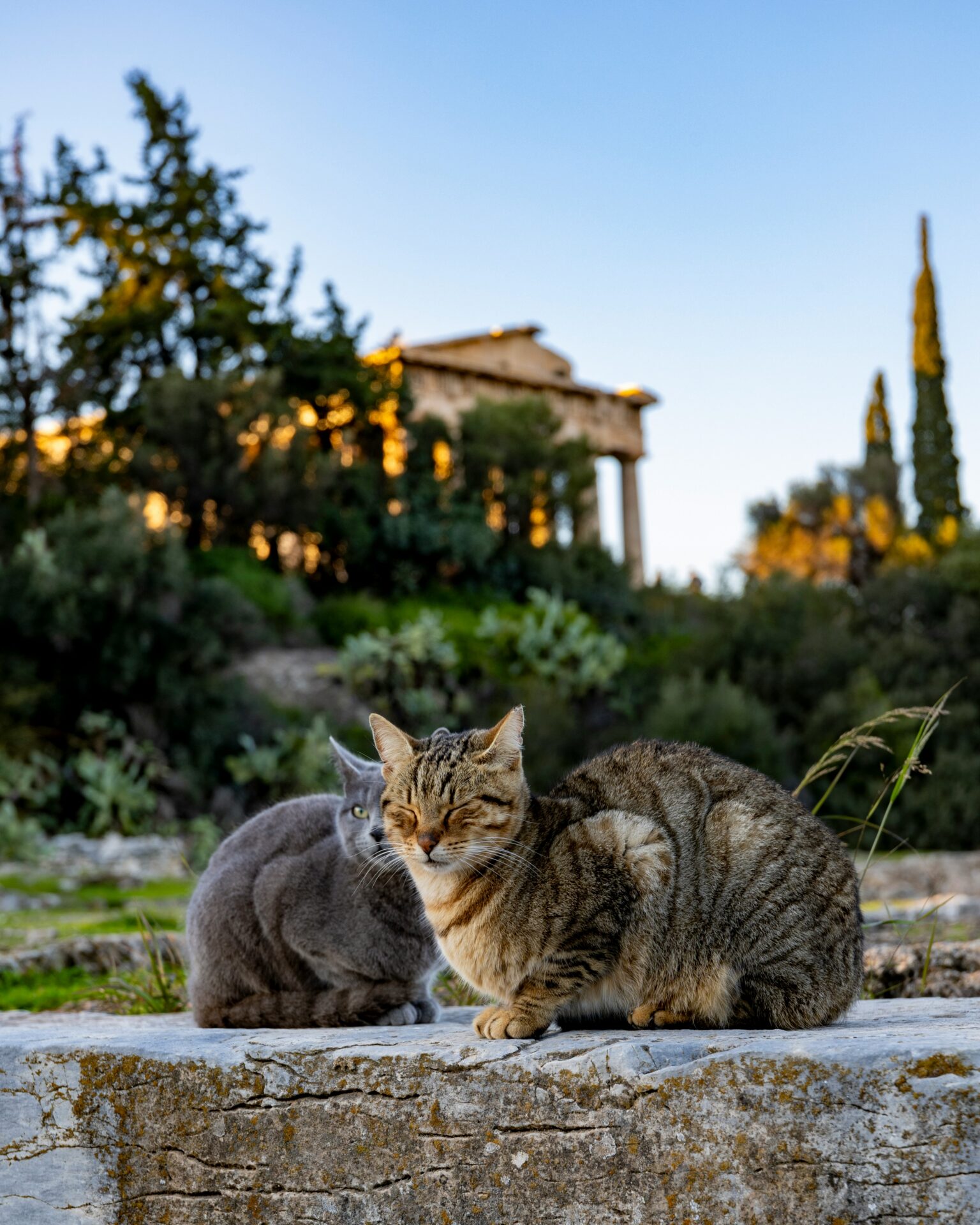 Stray cats outdoor with a Greek temple at the back