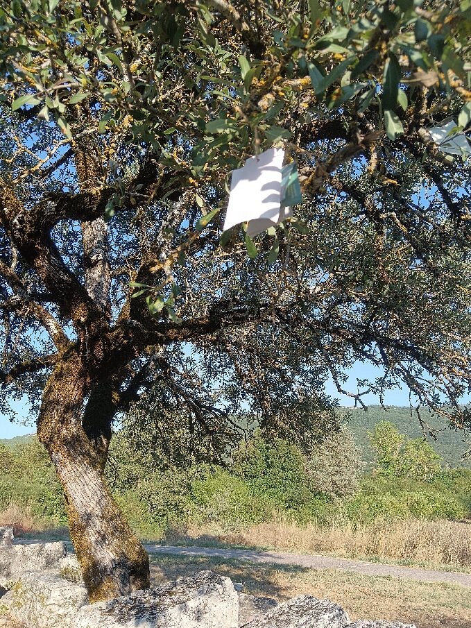 The sacred oak tree of Dodona