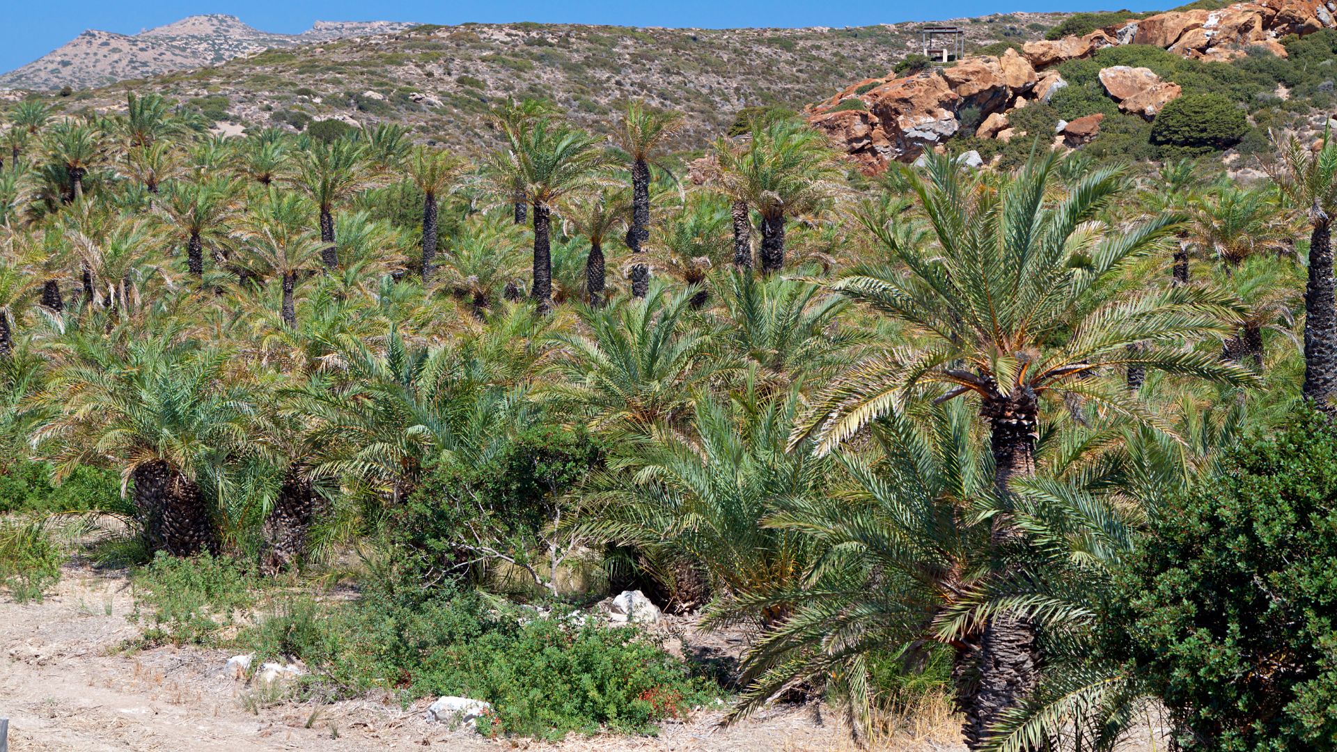Palm trees on Vai Beach in Crete, with clear blue sky above and luscious greenery of rocky moutains at the back.