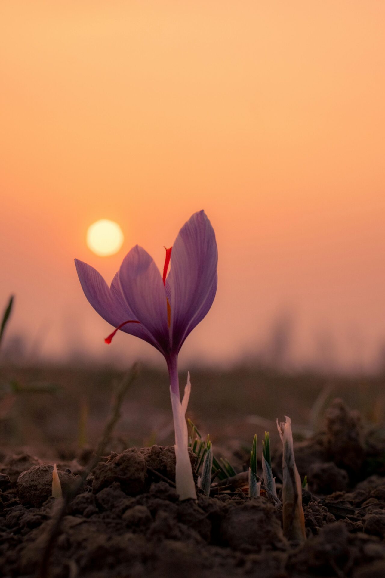 A close-up of a vivid saffron flower blooming in Kozani, Greece
