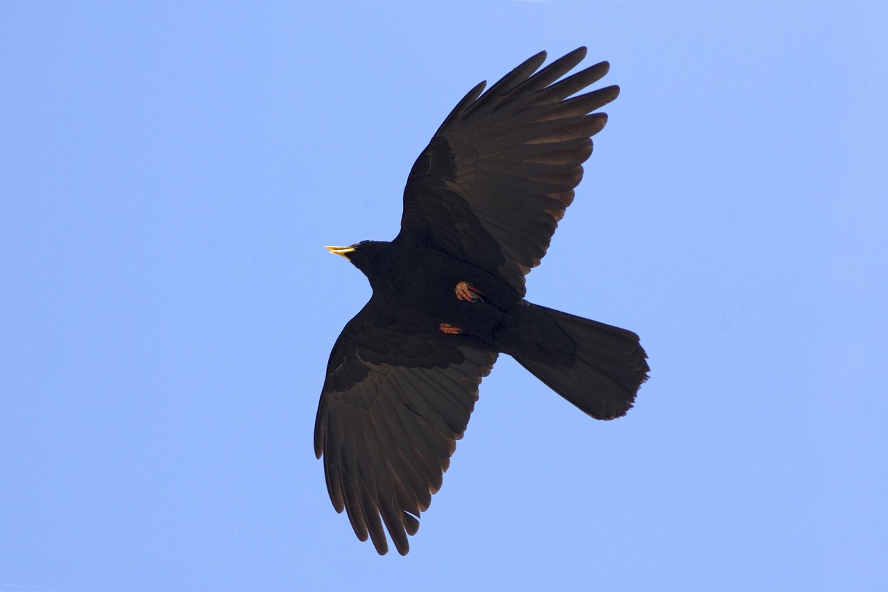 Alpine chough - black bird soaring in the sky
