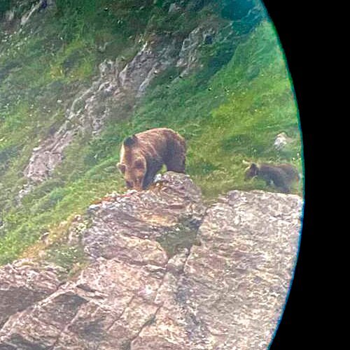 spotted bear in Somiedo