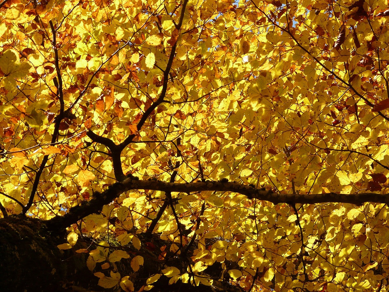 Beech tree branch with yellow leaves