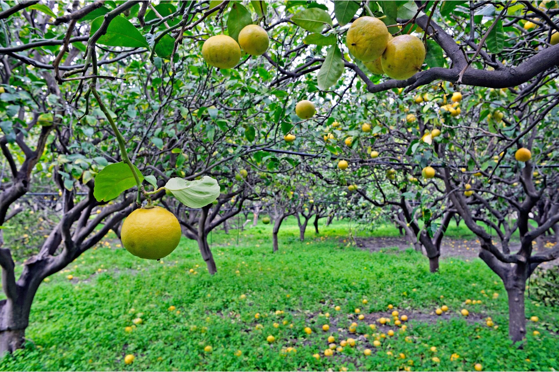 bergamot groves in calabria