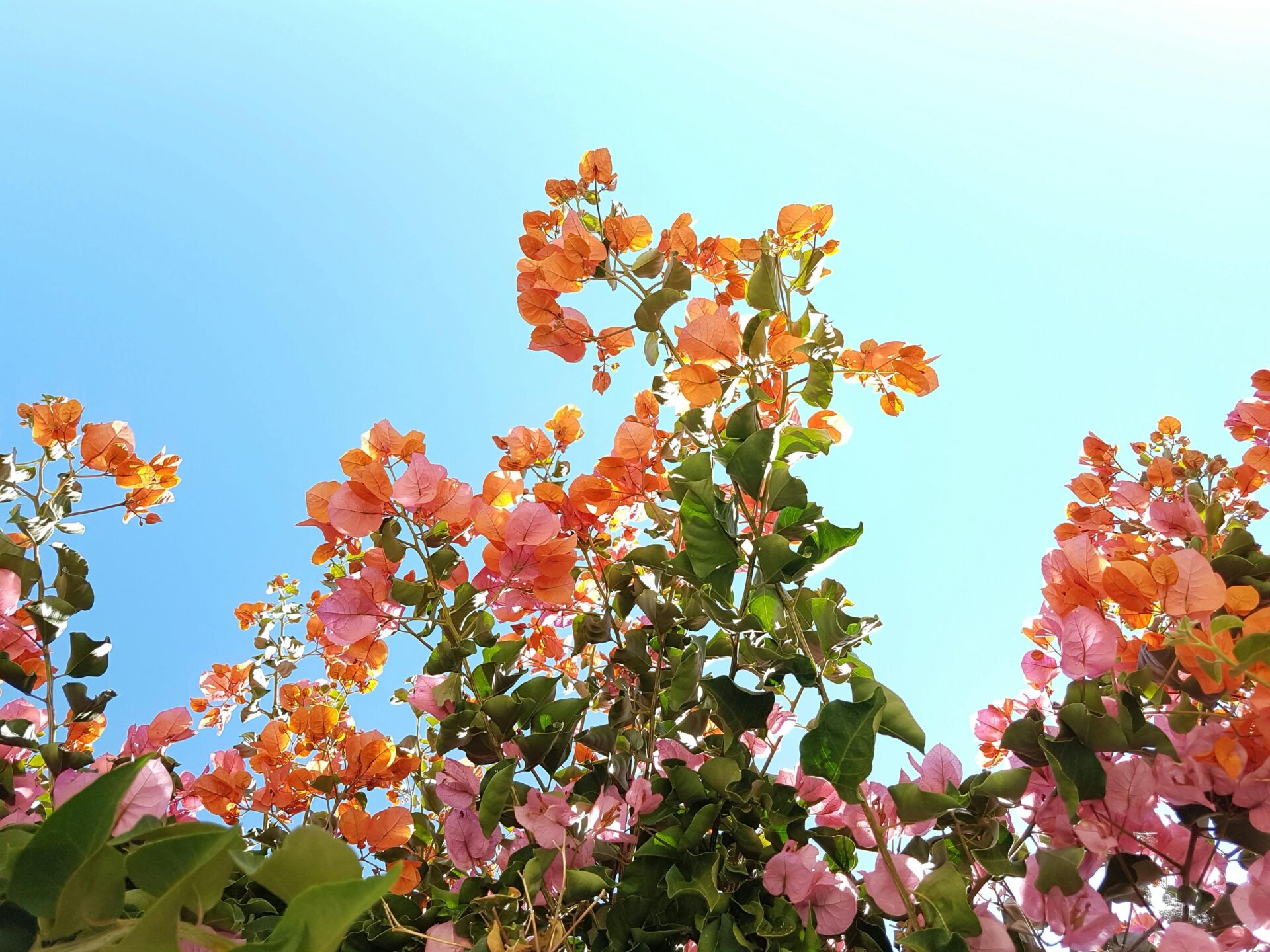 bougainvillea - orange and pink flowers