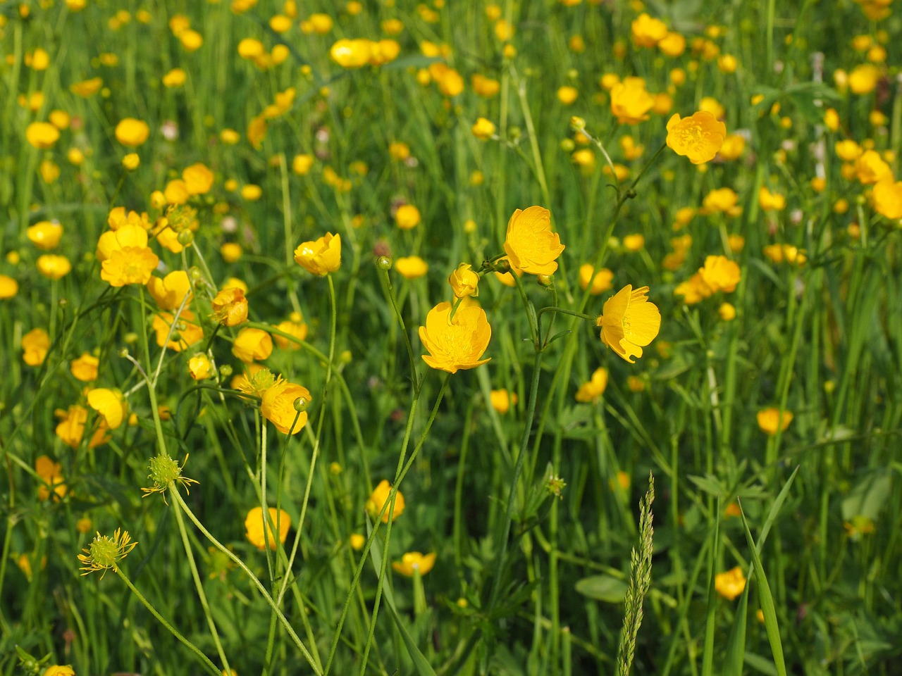 Yellow buttercups flower