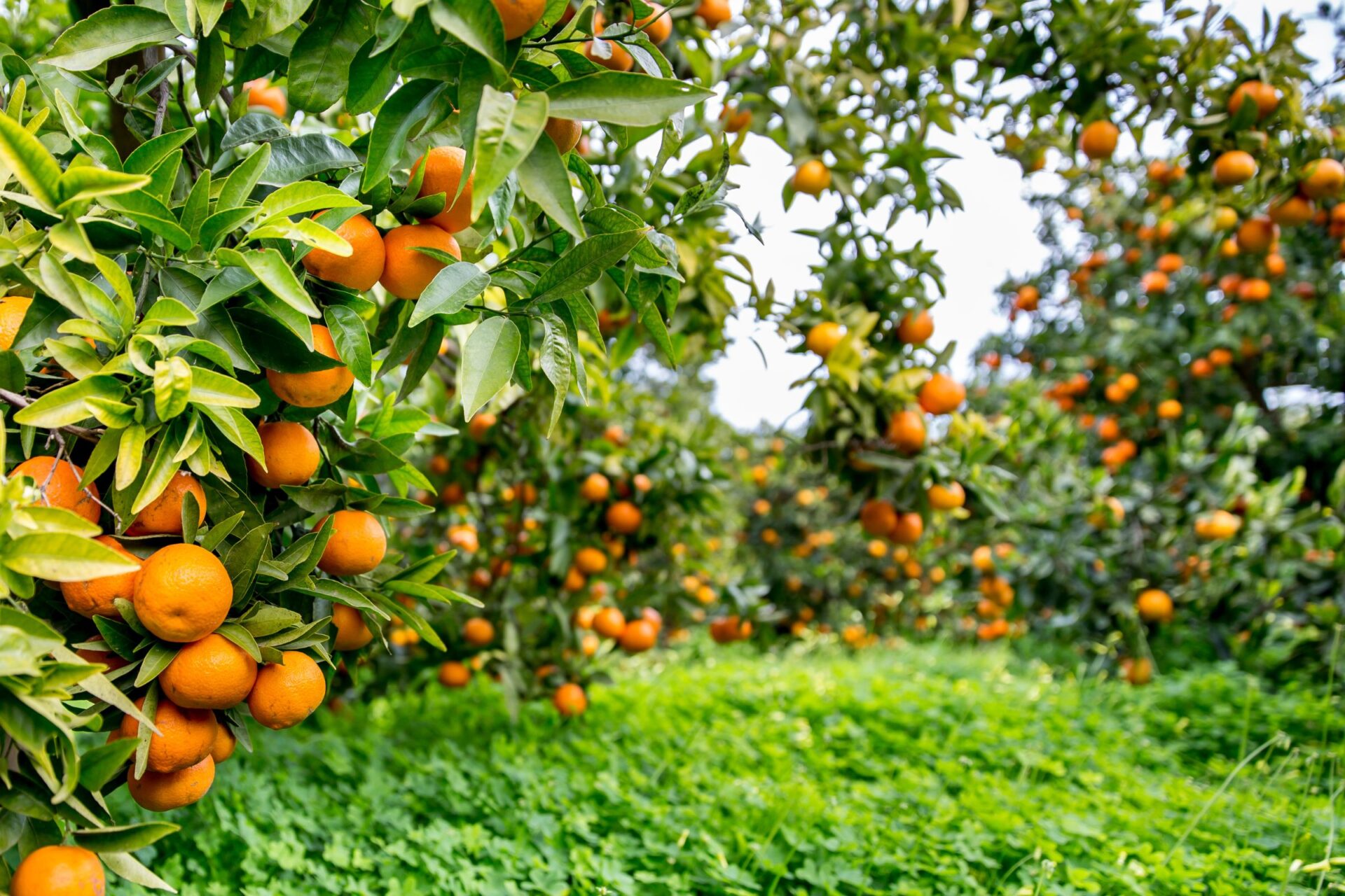 Citrus grove