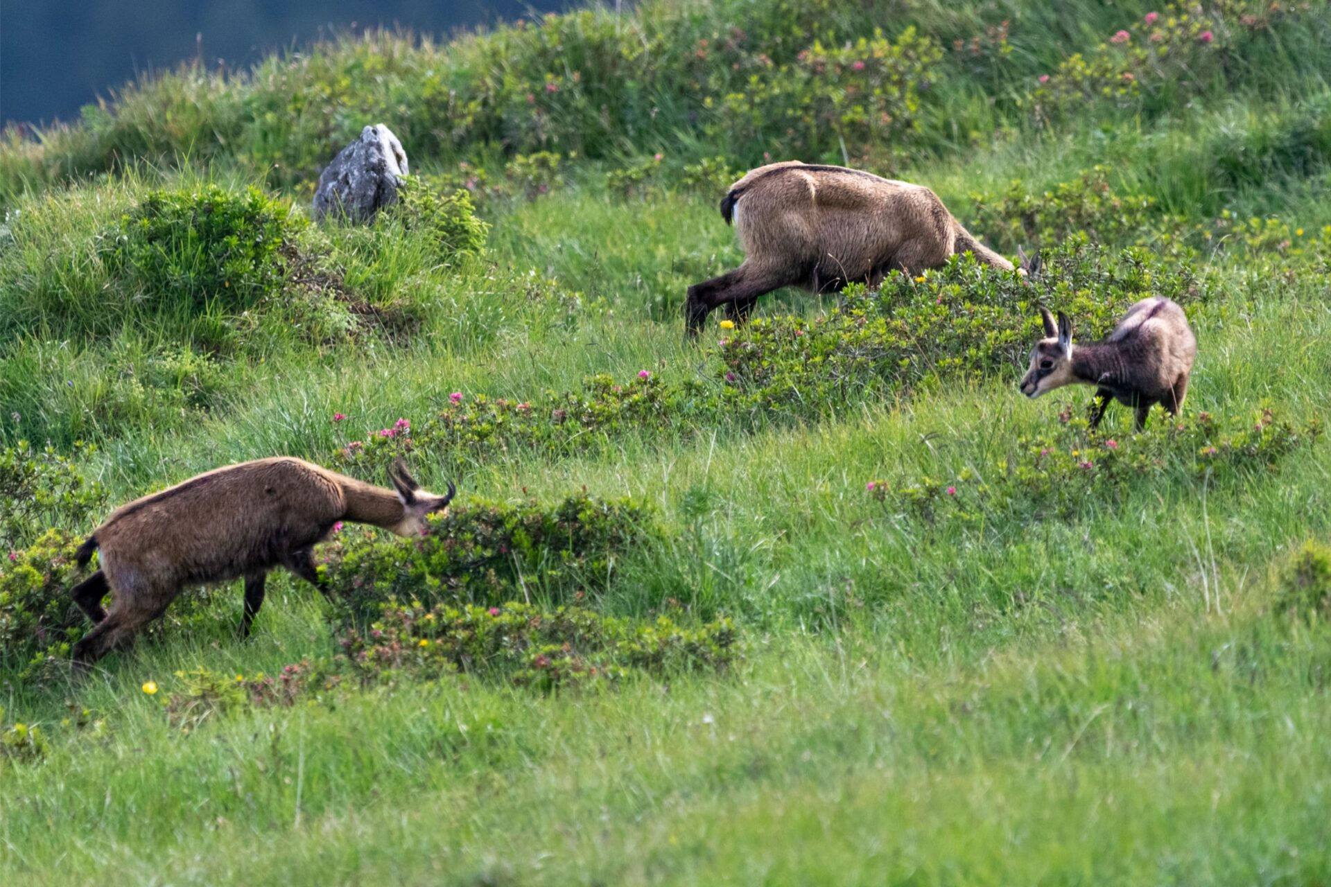 a family of chamois