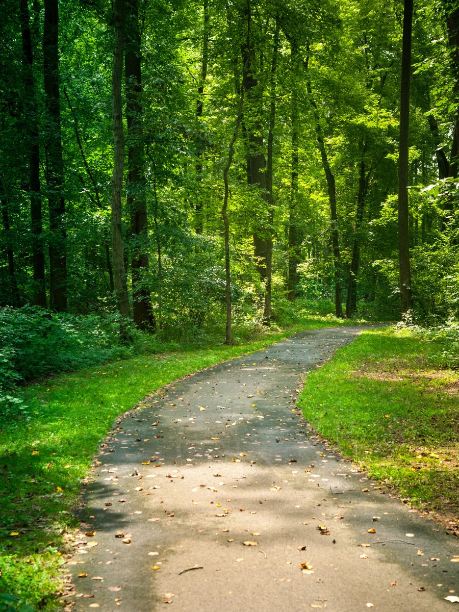 forest trail
