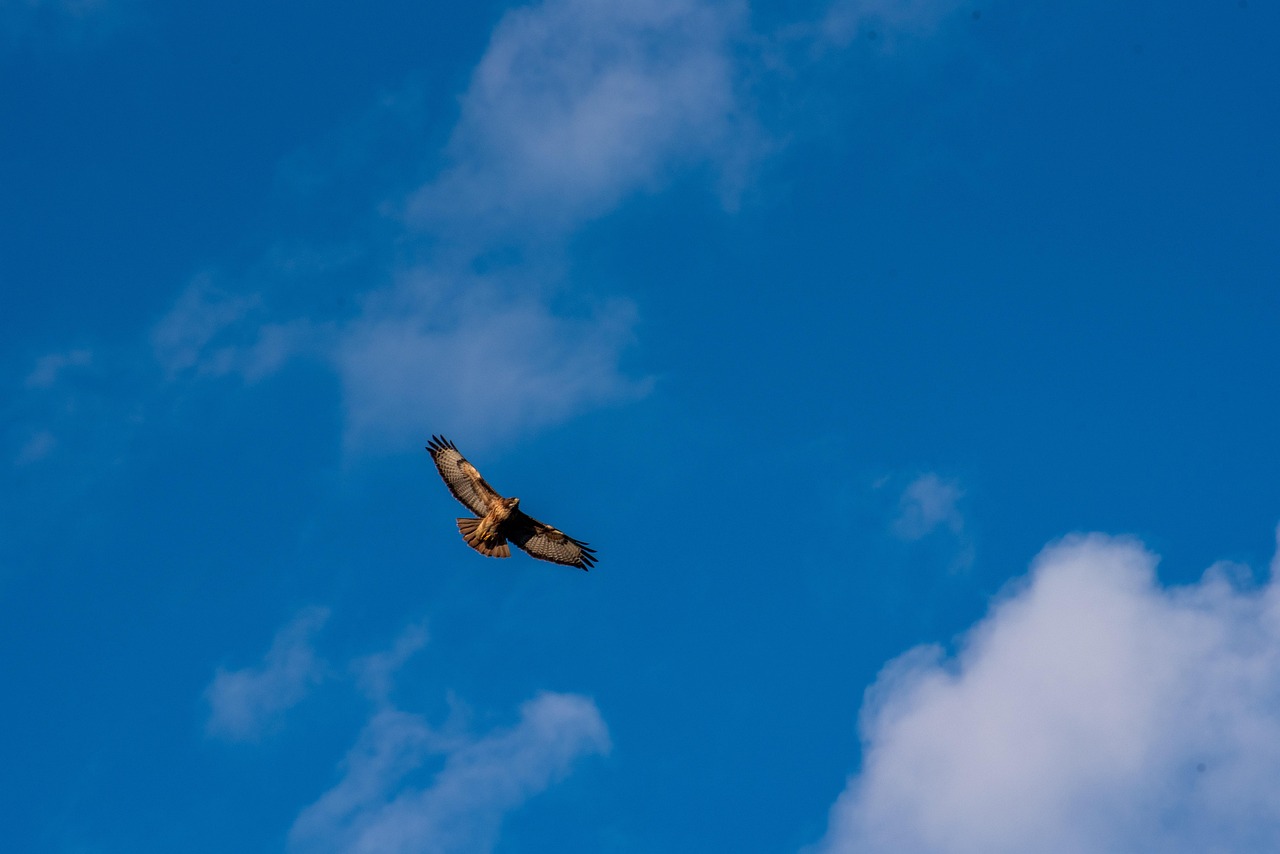Golden eagle soaring in the sky