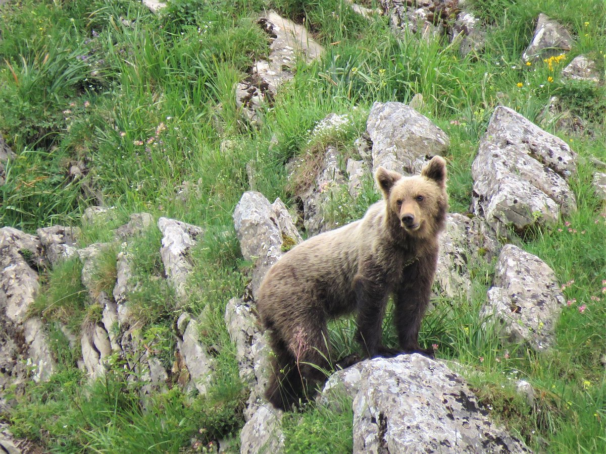 bear in Somiedo