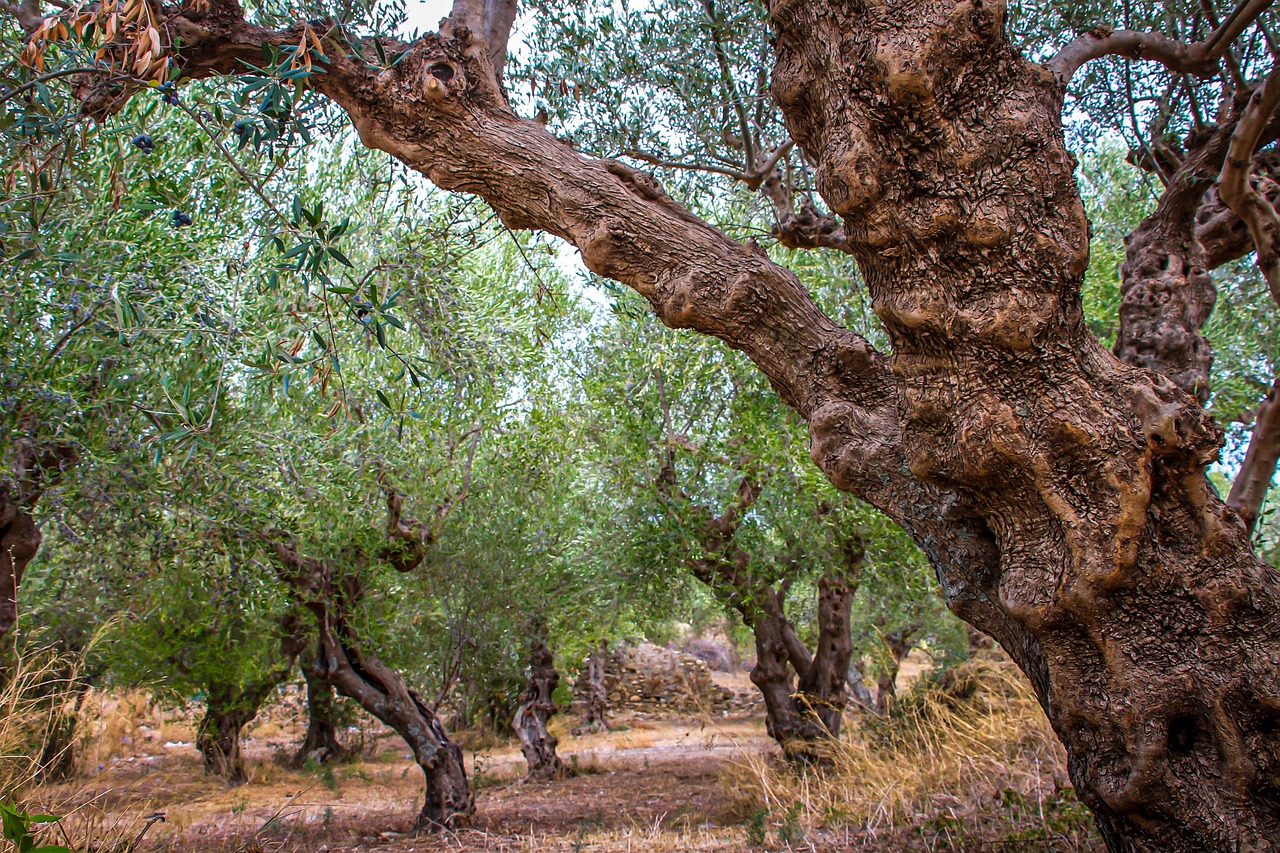 Olive grove