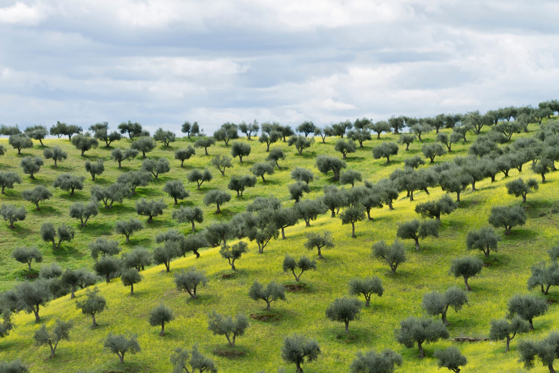 olive groves