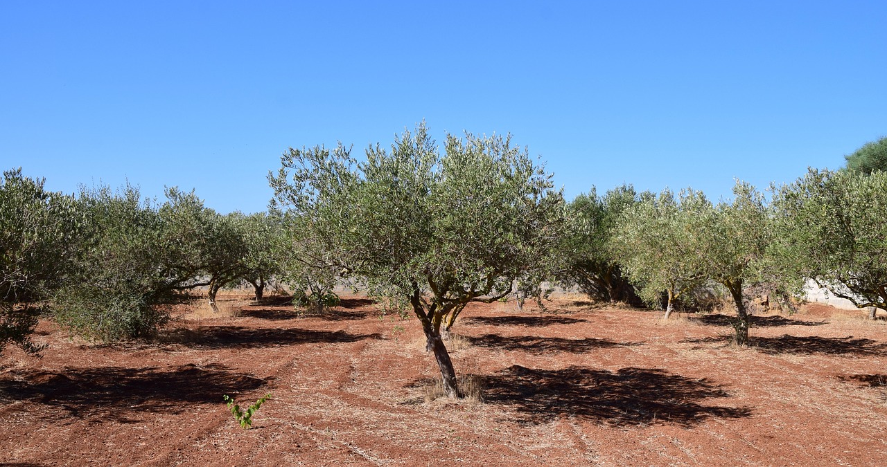 Olive trees - olive grove