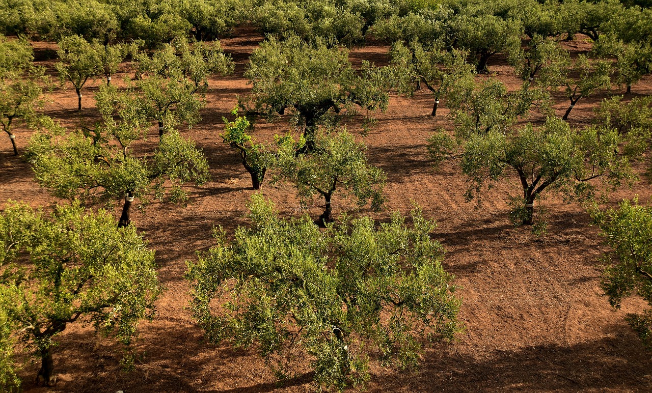 Olive trees - Olive field