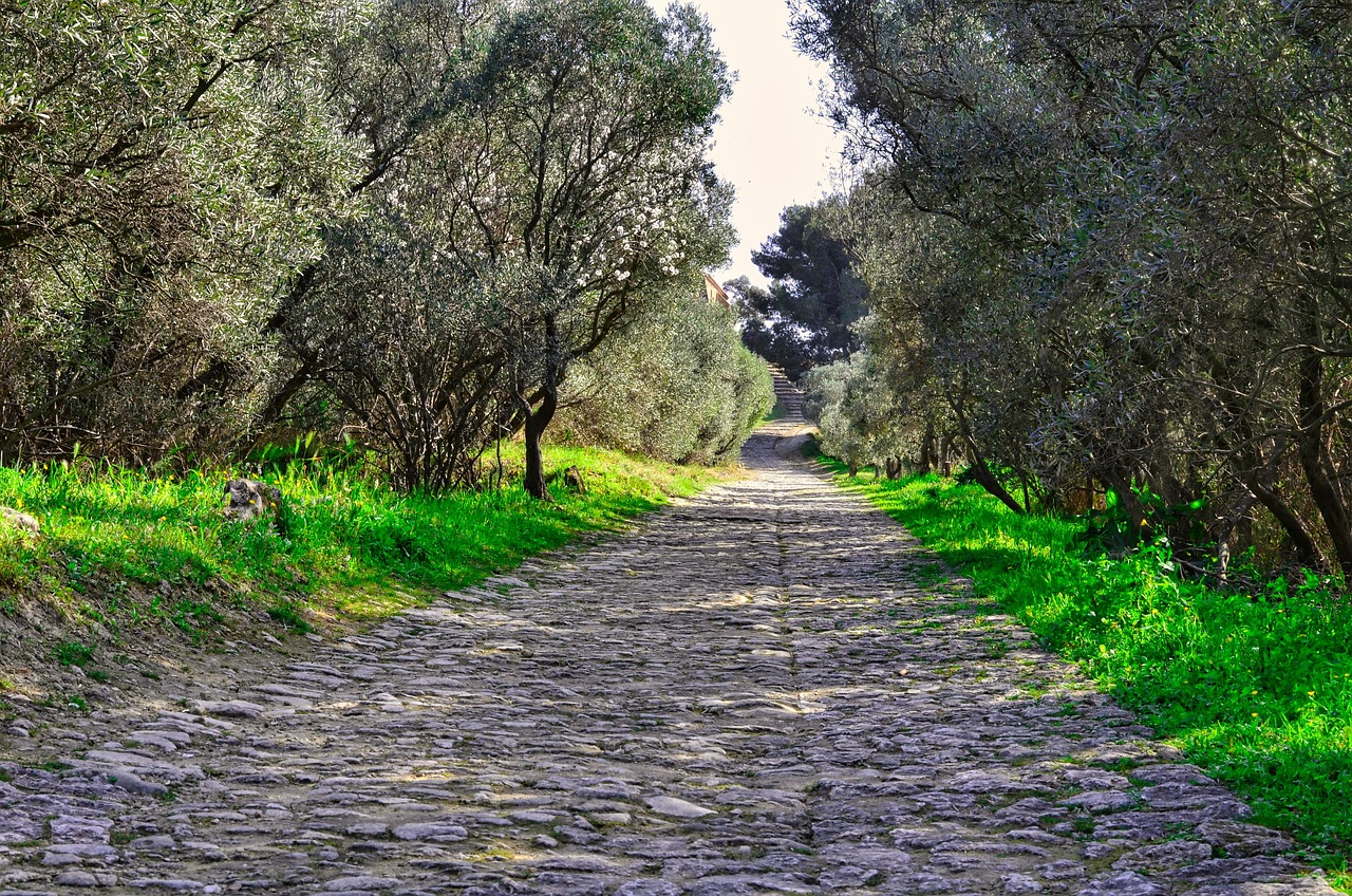 Olive trees near cobblestone pavement