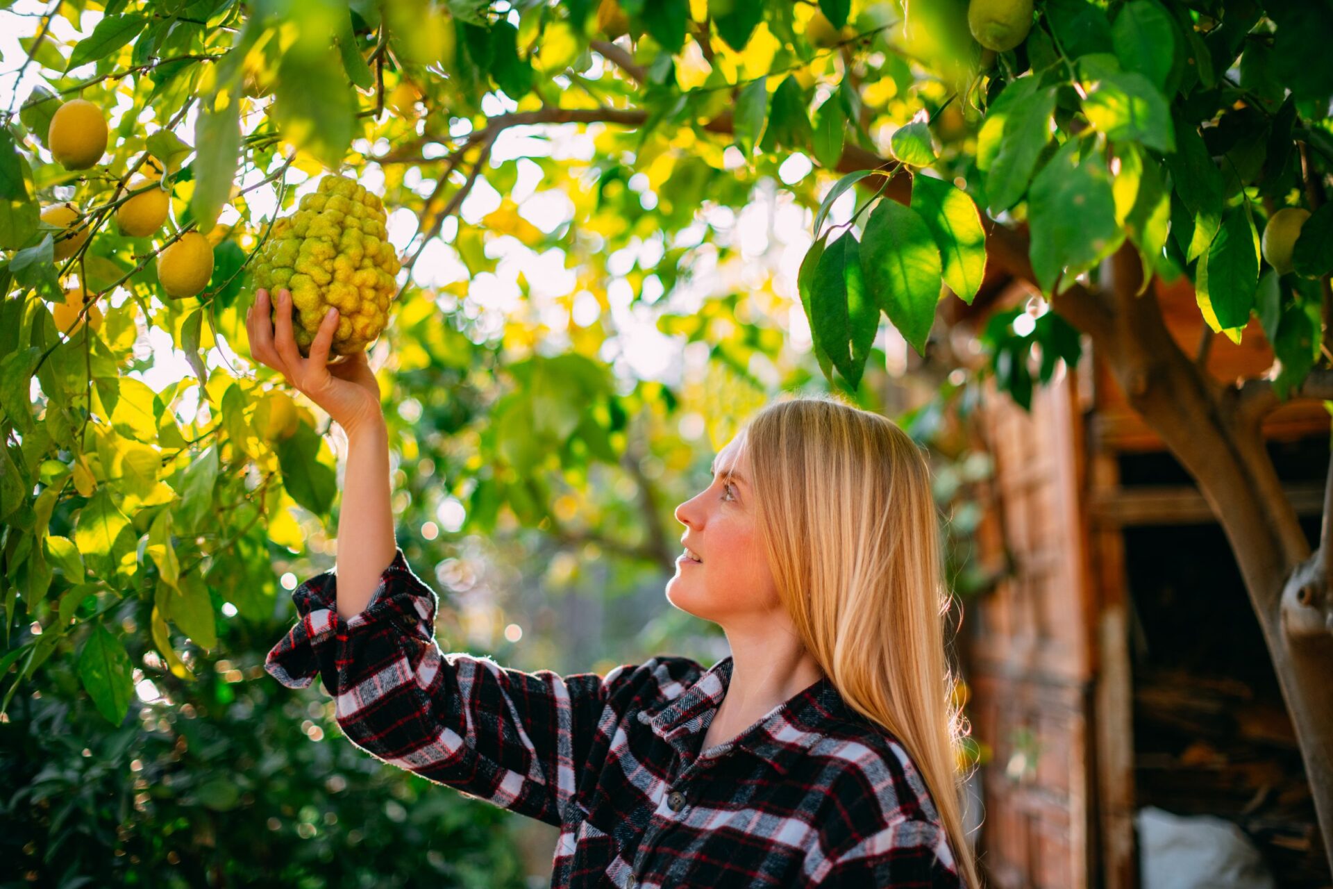 picking bergamot
