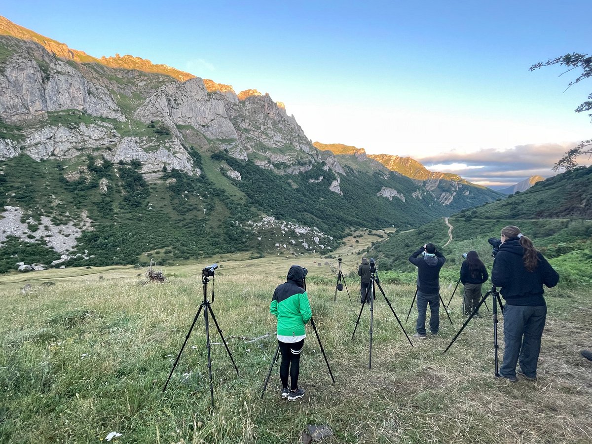 spotting bears in Somiedo